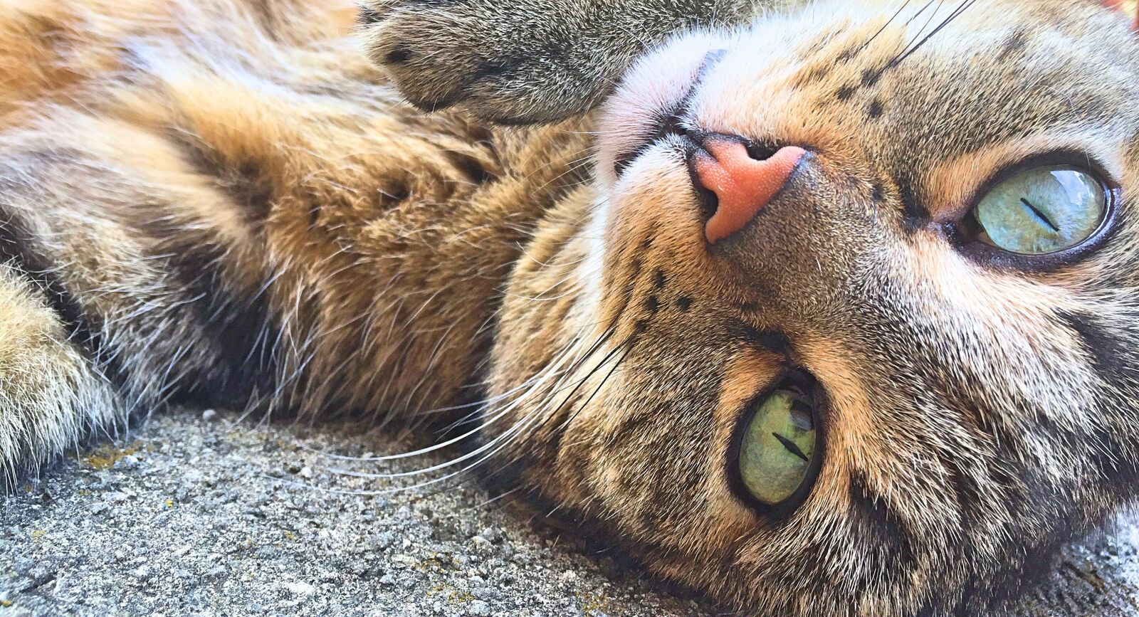 Apple iPhone 6 sample photo. Mieze, cat, animal photography