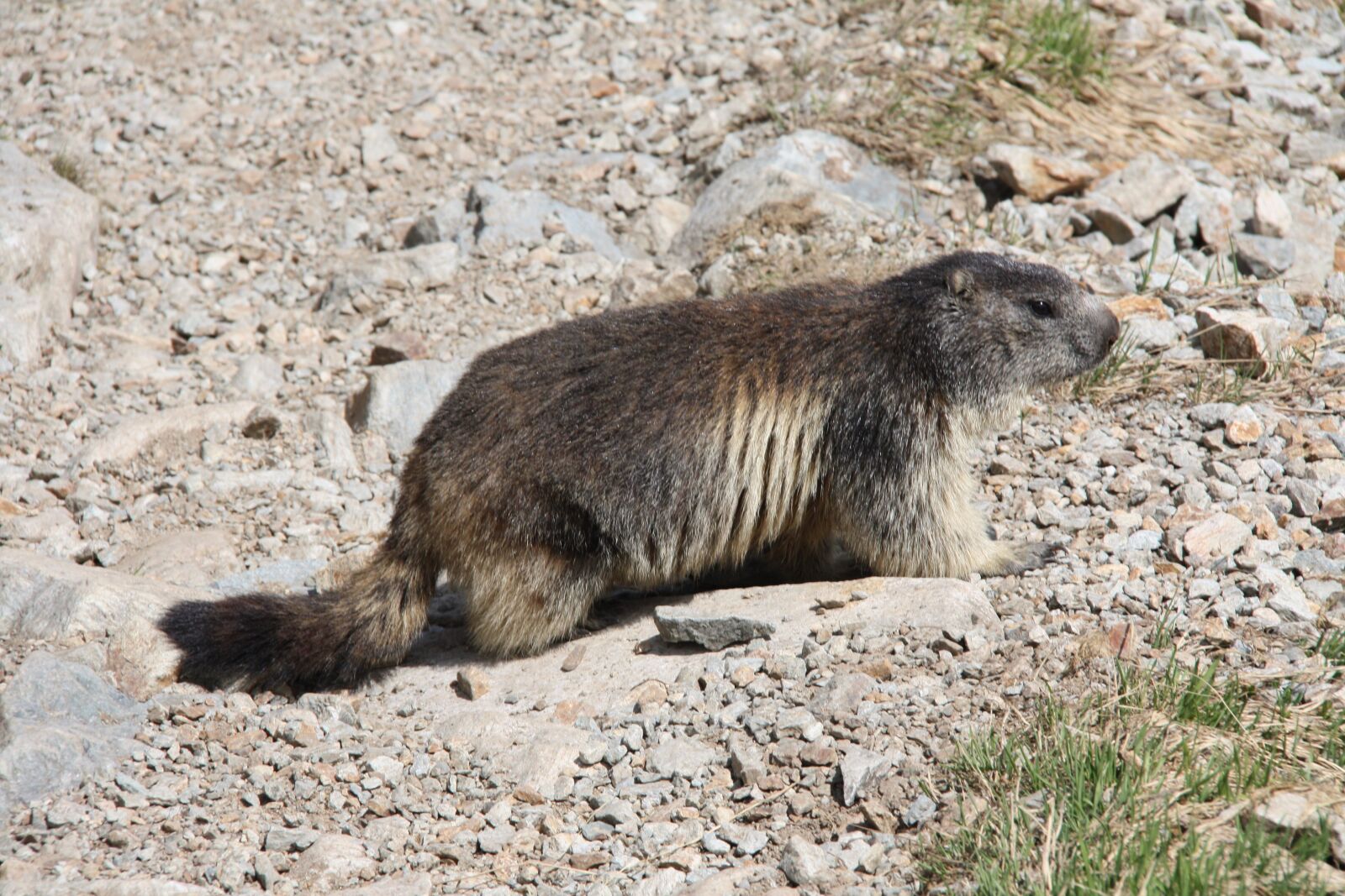 Canon EOS 450D (EOS Rebel XSi / EOS Kiss X2) sample photo. Marmot, alps, alpine marmot photography