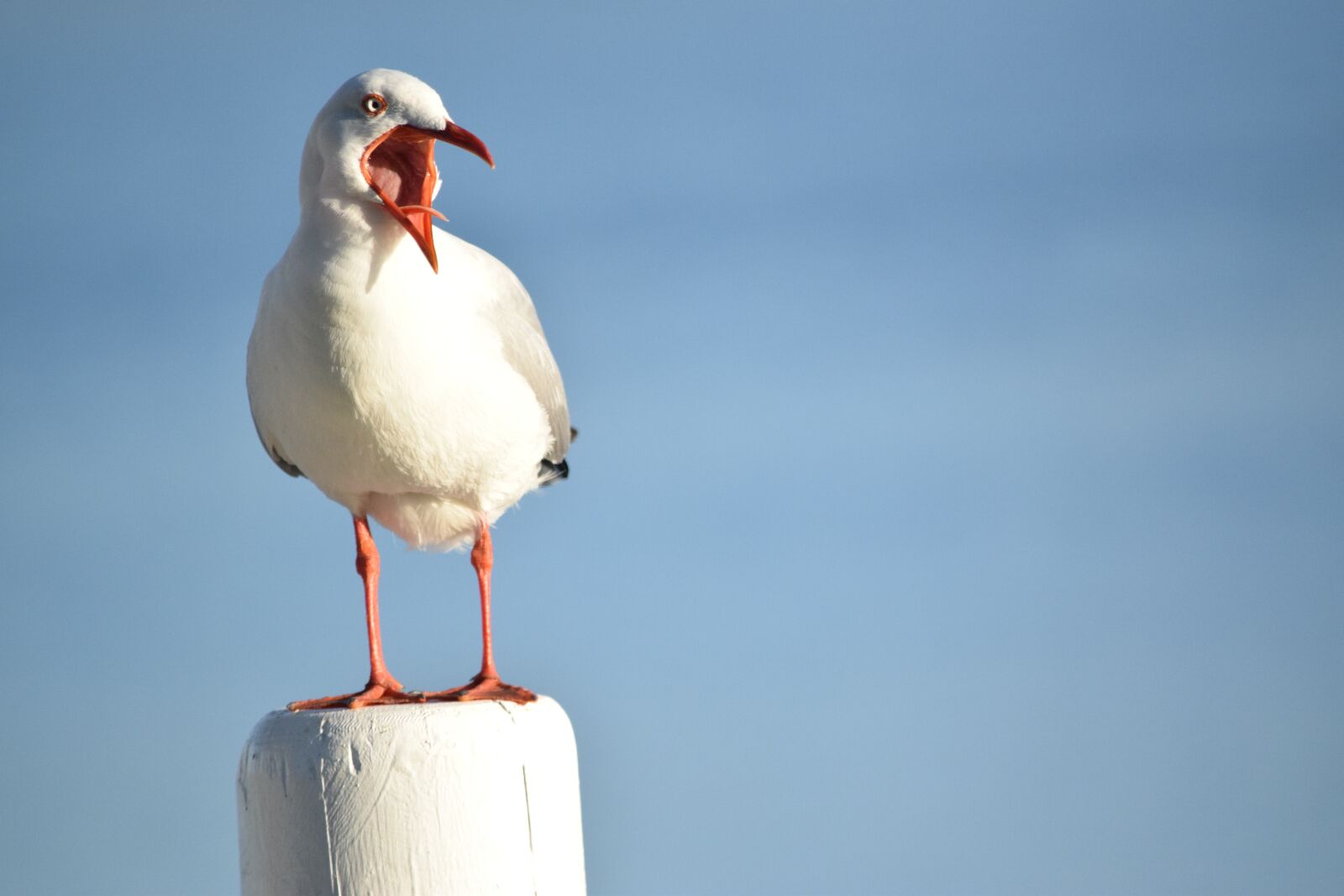 Nikon D3300 sample photo. Seagull, bird, animal photography