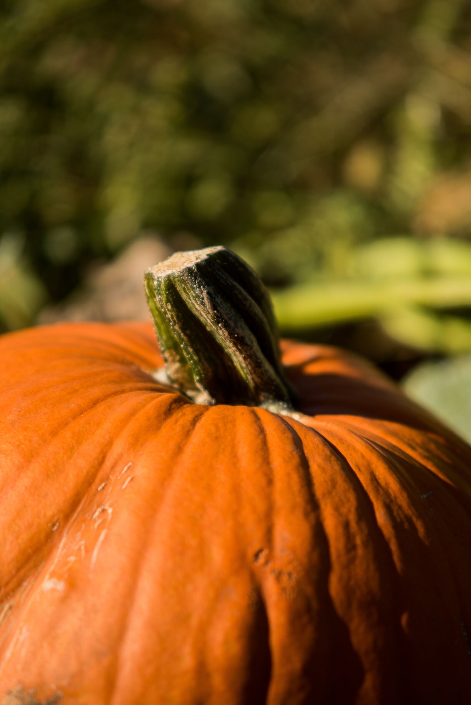Nikon D750 sample photo. Pumpkin, nature, fall photography
