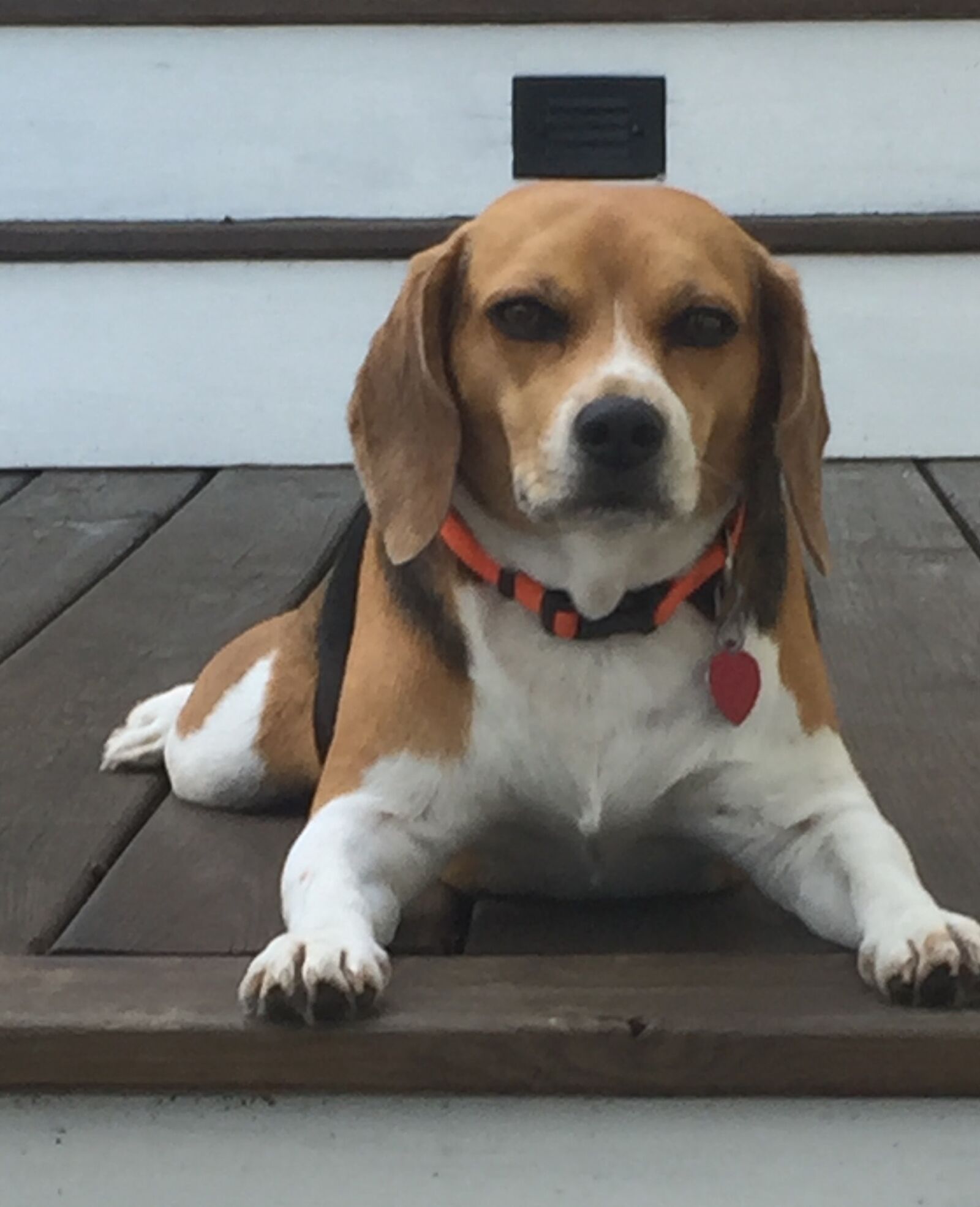 Apple iPhone 6 sample photo. Beagle, dog photography