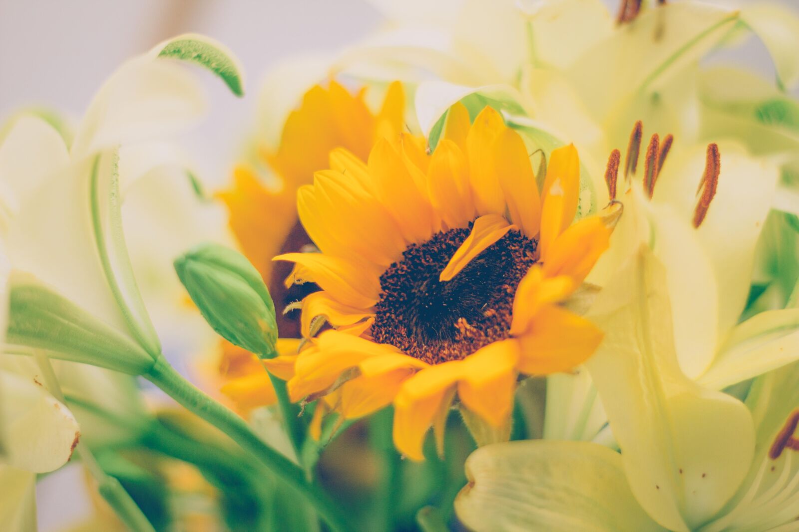 Canon EOS 60D + Canon EF 50mm F1.8 II sample photo. Colors, detail, girasol, nature photography