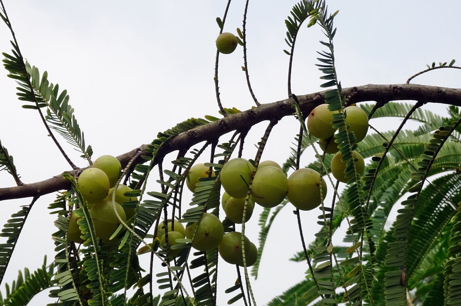 Sony Cyber-shot DSC-HX90V sample photo. Indian gooseberry, amla, phyllanthus photography