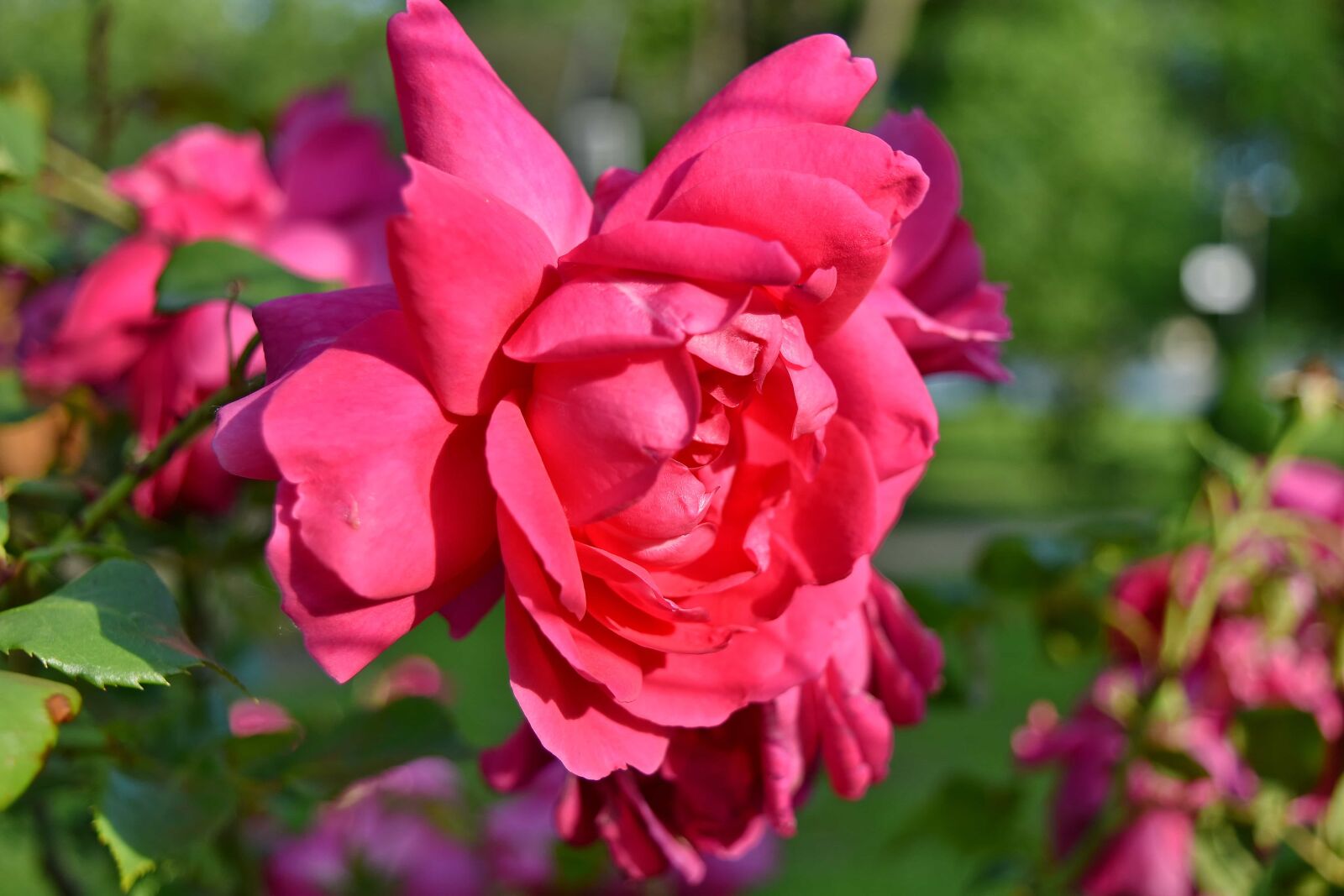 Nikon D5500 sample photo. Botanical, flower garden, stem photography