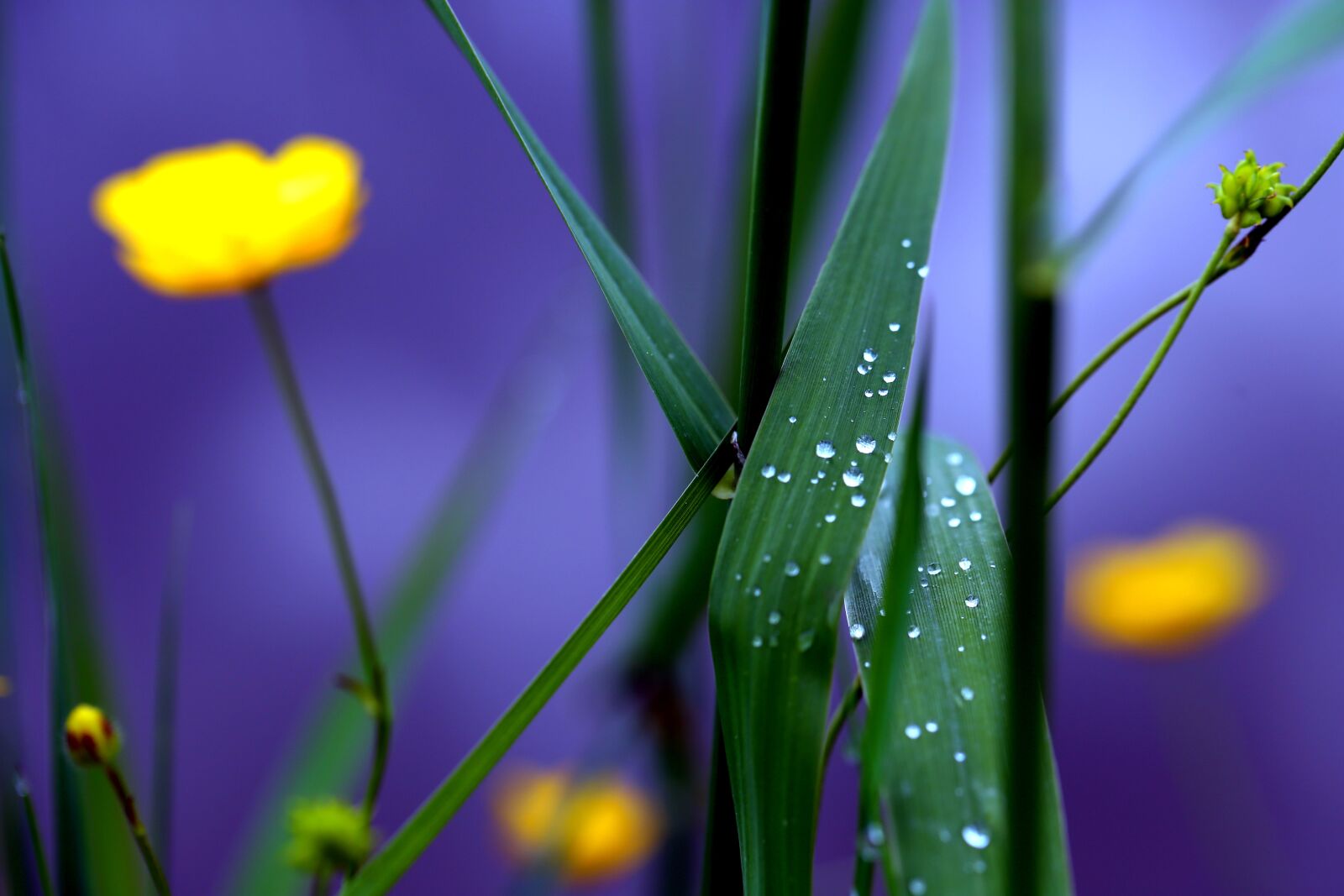 Canon EF 100mm F2.8L Macro IS USM sample photo. Meadow, grass, dew photography