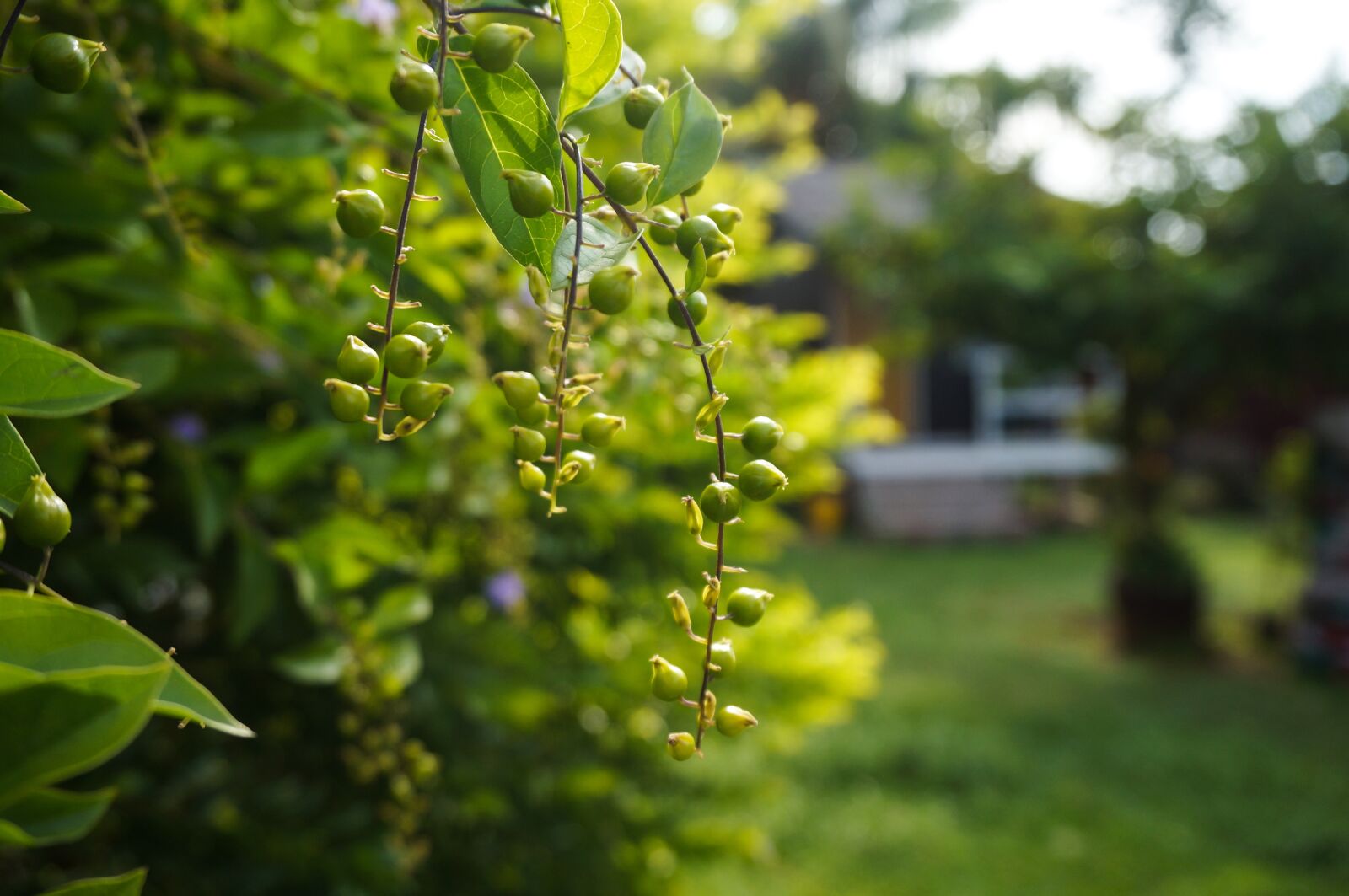 Sony Alpha NEX-3N sample photo. Nature, flora, tree photography
