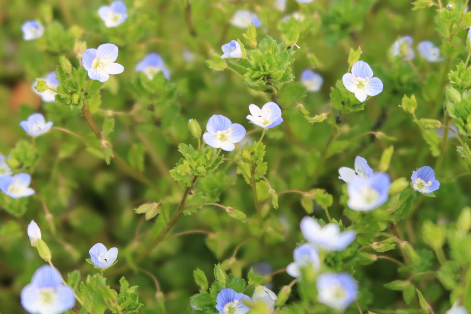 Canon PowerShot G7 X Mark II sample photo. Natural, flowers, blue photography
