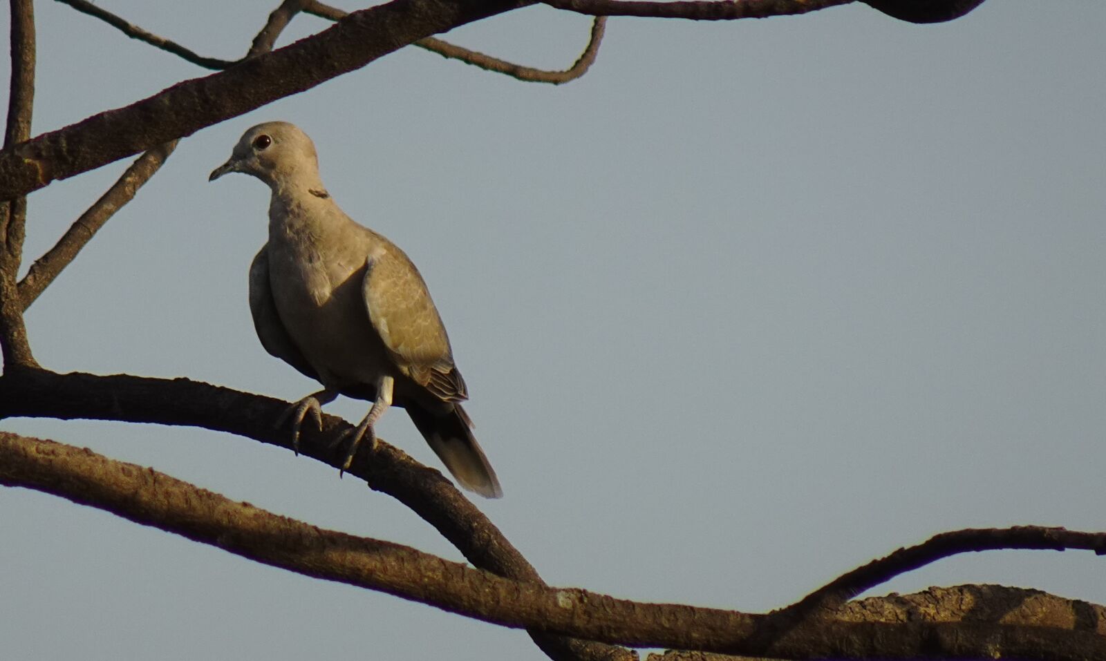 Sony DSC-WX800 sample photo. Bird, dove, eurasian collared photography