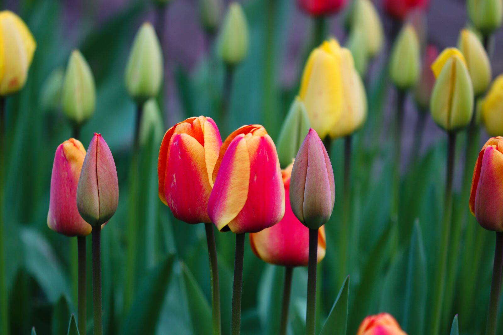 Canon EOS 200D (EOS Rebel SL2 / EOS Kiss X9) sample photo. Tulips, orange, yellow photography