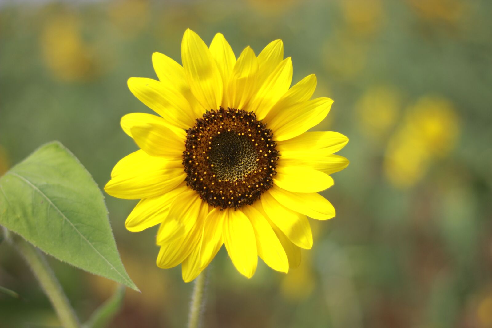 Canon EOS 600D (Rebel EOS T3i / EOS Kiss X5) + Canon EF 50mm F1.8 STM sample photo. Sunflower, nature, yellow photography