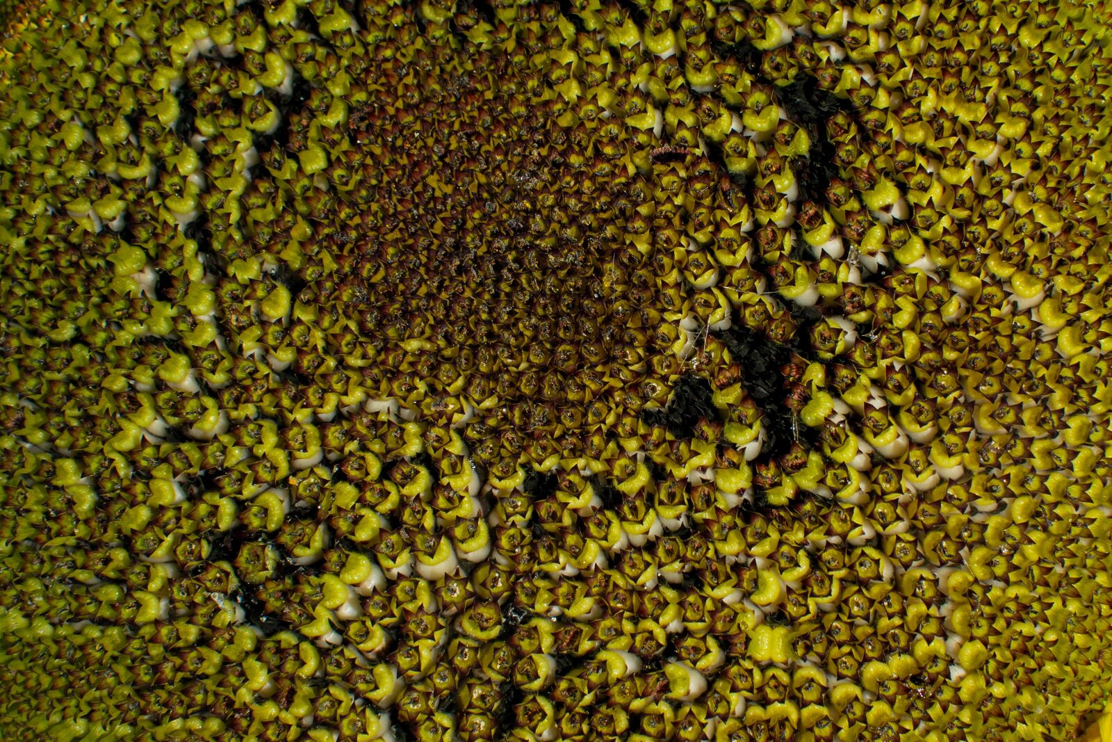 Nikon D5300 sample photo. Background, structure, texture photography