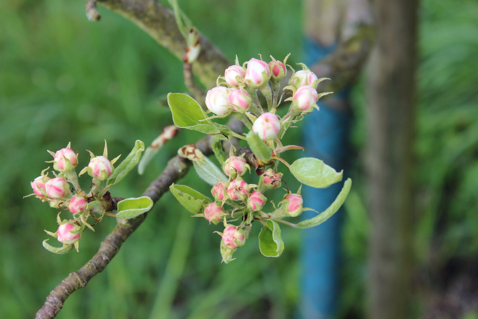 Canon EOS 600D (Rebel EOS T3i / EOS Kiss X5) sample photo. Blossom, bloom, branch photography