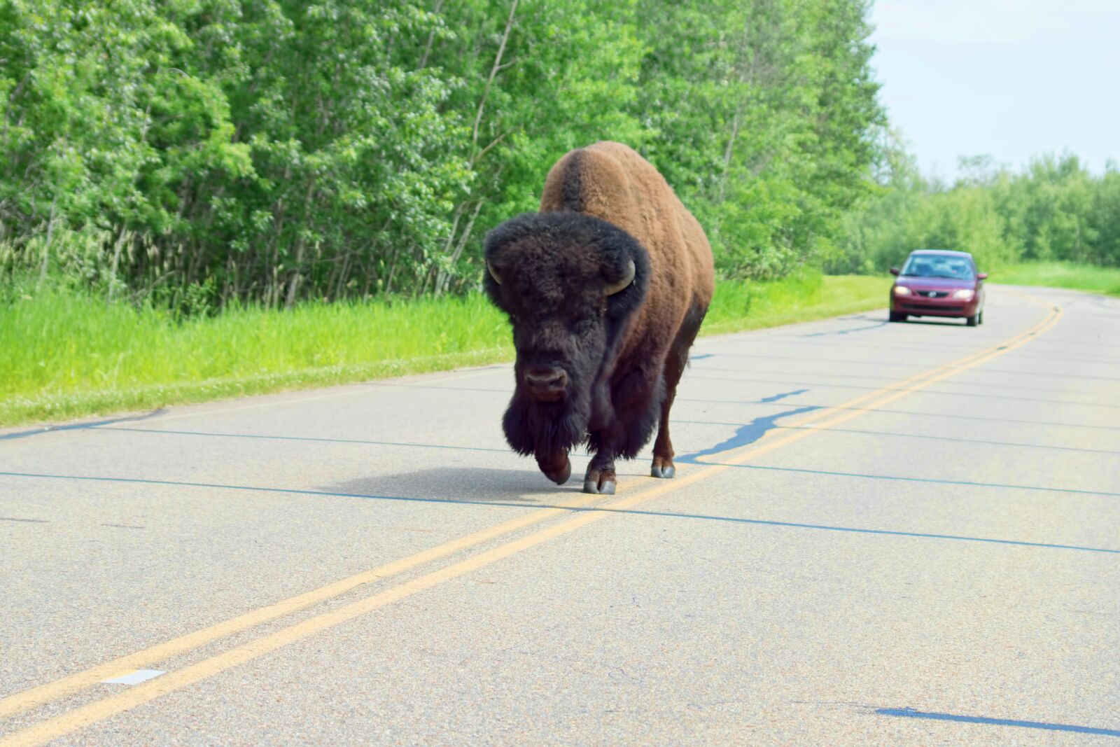 Sony SLT-A77 sample photo. Bison, elk island national photography