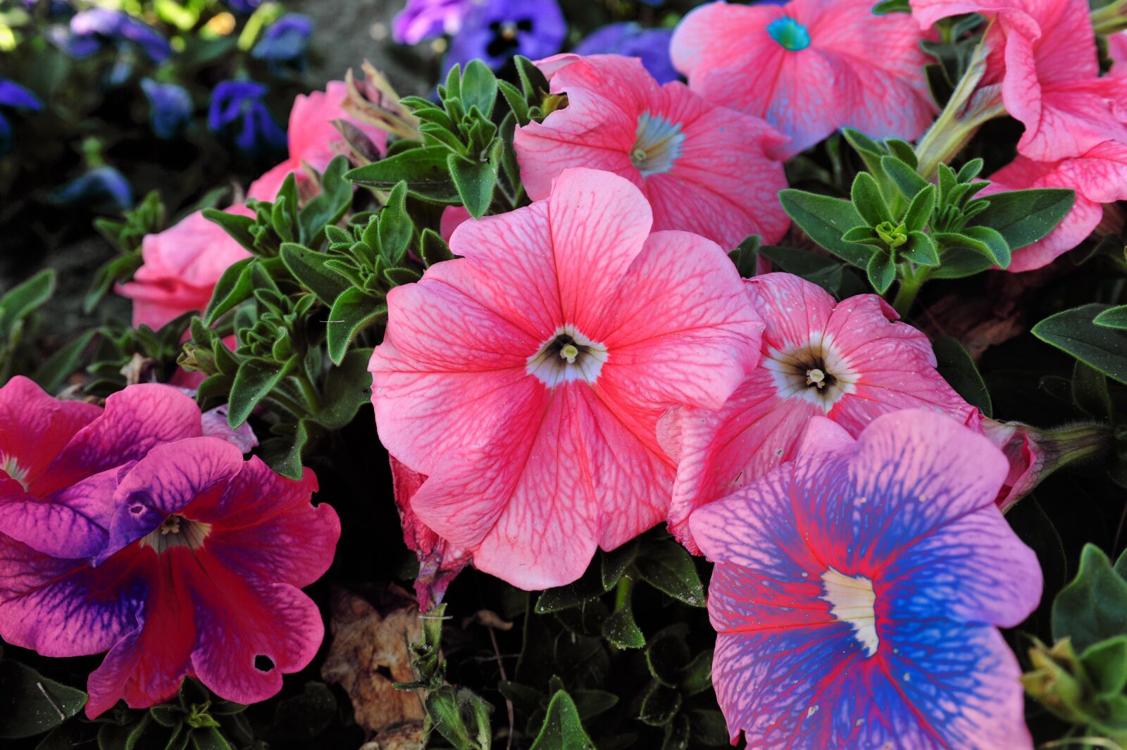 Nikon D700 sample photo. Flower, tropical, tropical flowers photography