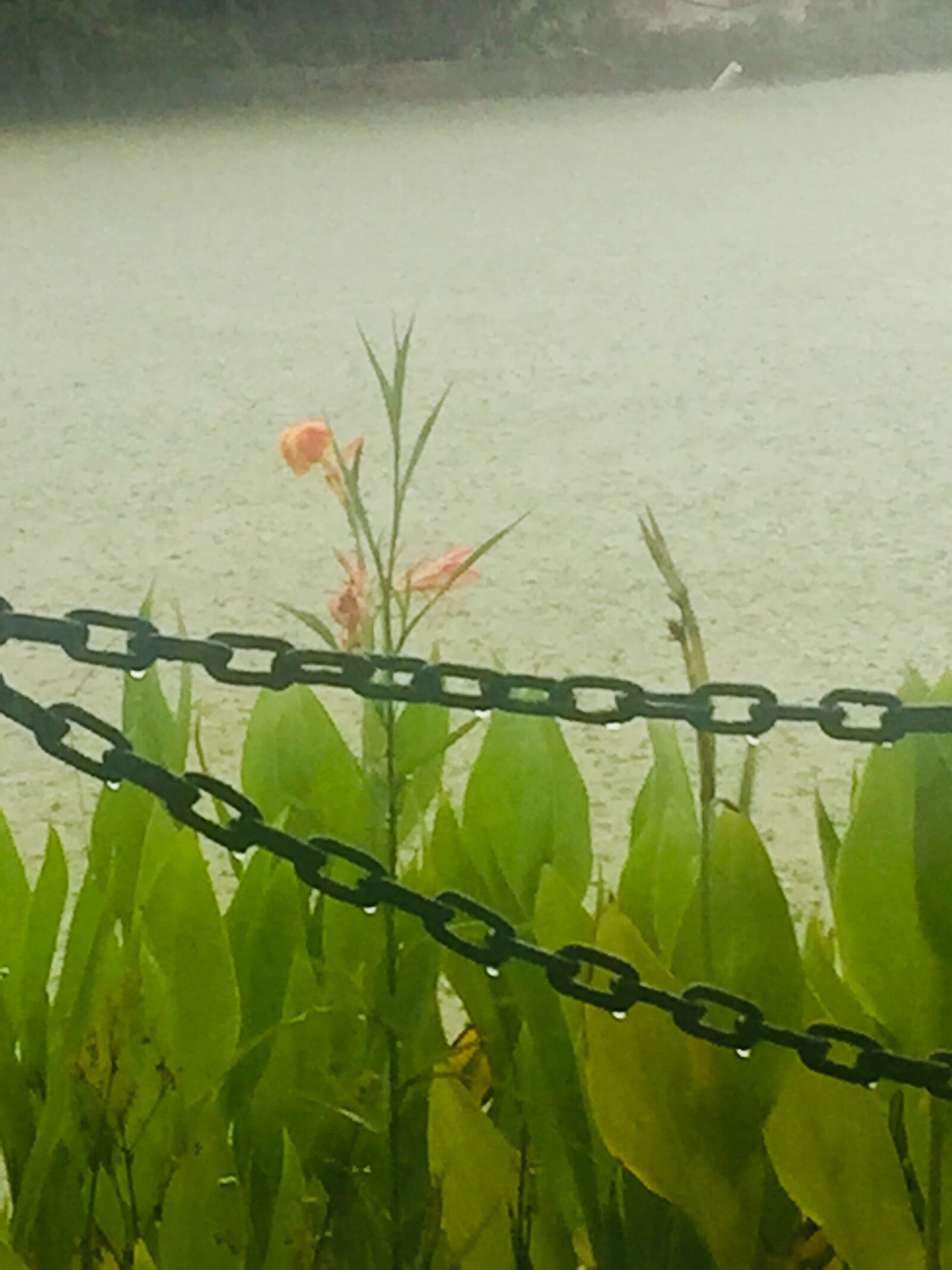 iPhone 6 back camera 4.15mm f/2.2 sample photo. Serene, romantic, meditation photography
