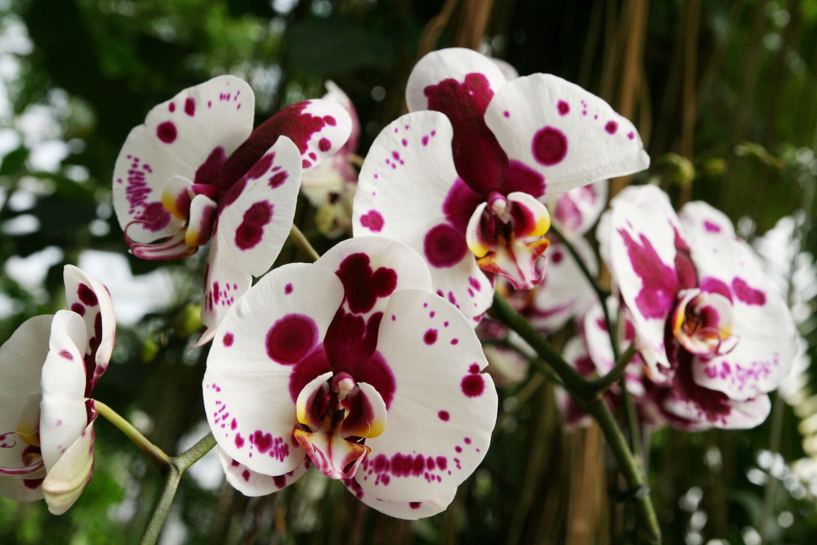 Canon EOS 350D (EOS Digital Rebel XT / EOS Kiss Digital N) sample photo. Orchids, phalaenopsis, orchid photography