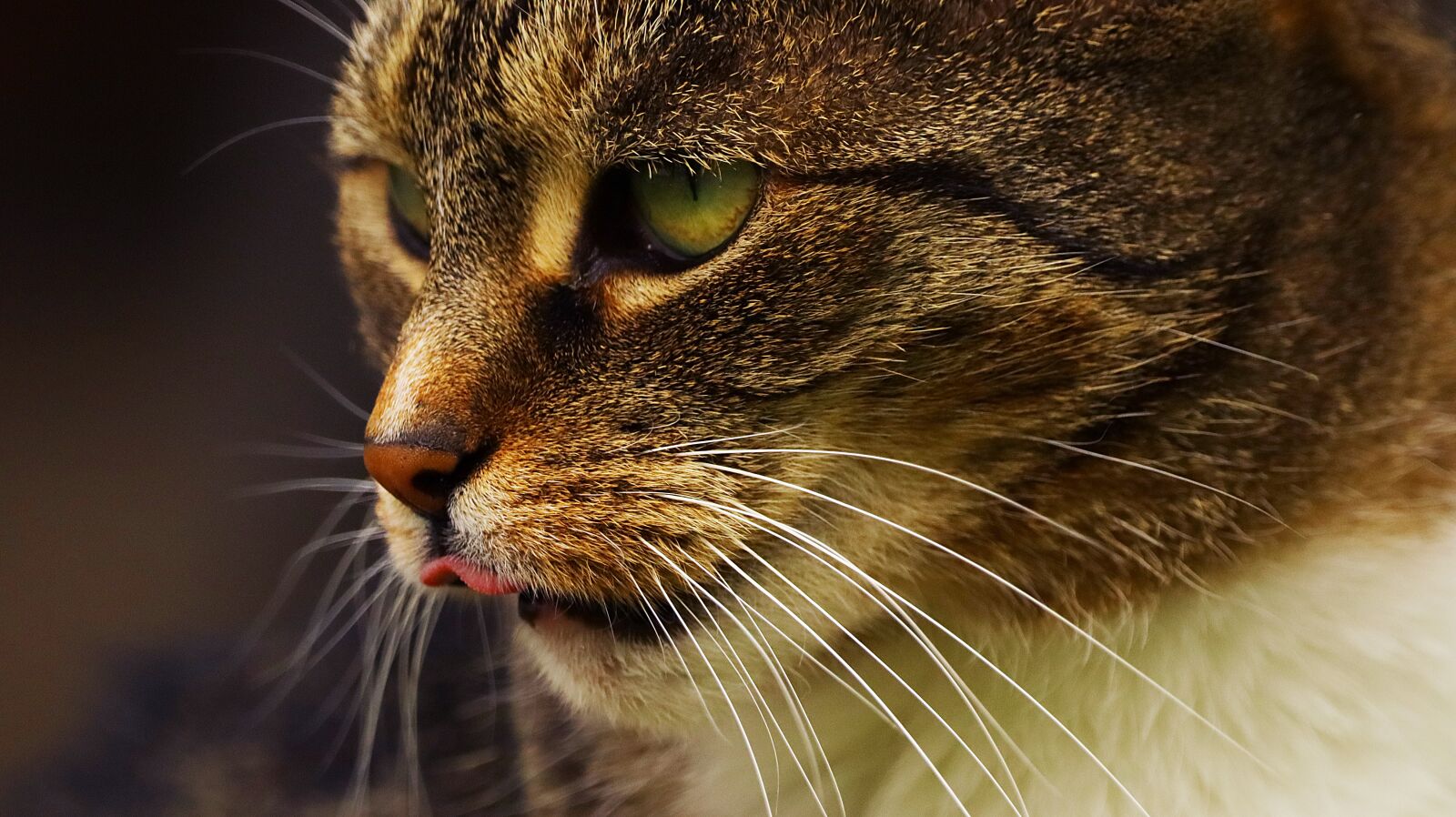 150-600mm F5-6.3 DG OS HSM | Contemporary 015 sample photo. Cat, pet, domestic cat photography