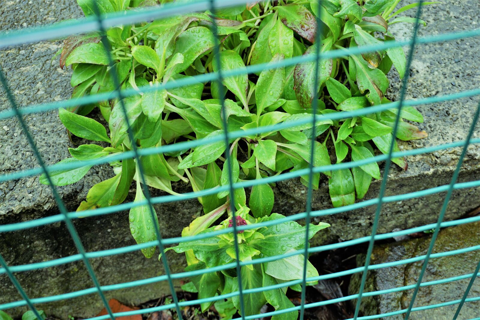 Sony a6000 sample photo. Flora, nature, leaf photography