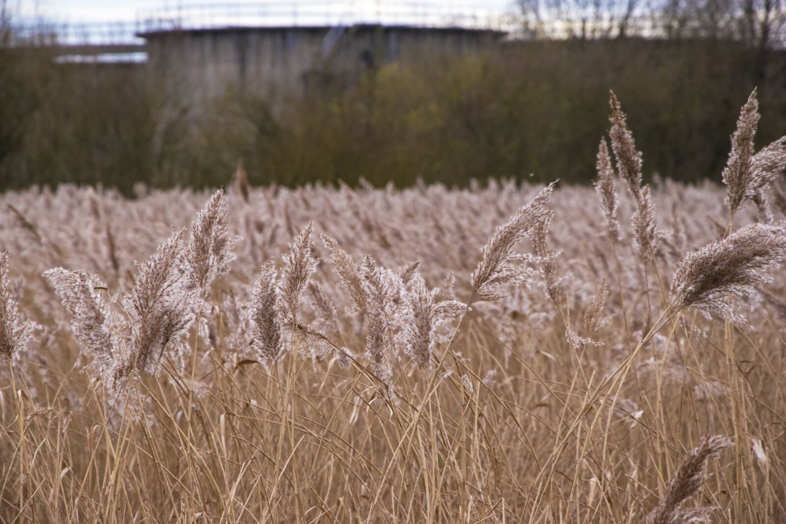 Nikon D5600 sample photo. Reed bed, bull rushes photography