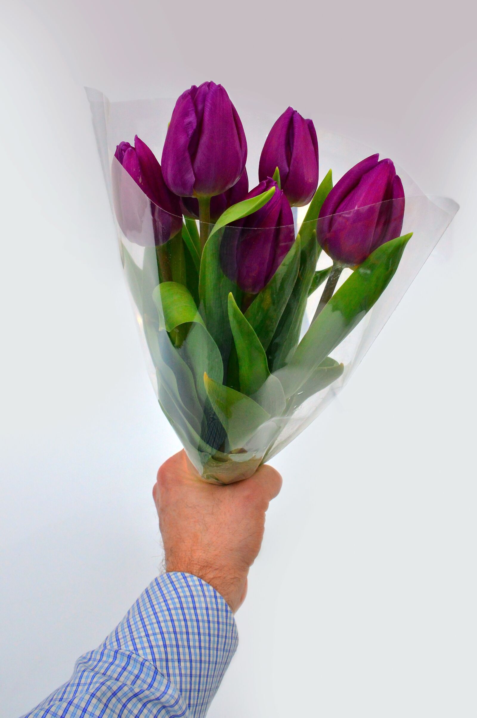 Nikon D3200 sample photo. Tulip, flower, gift photography
