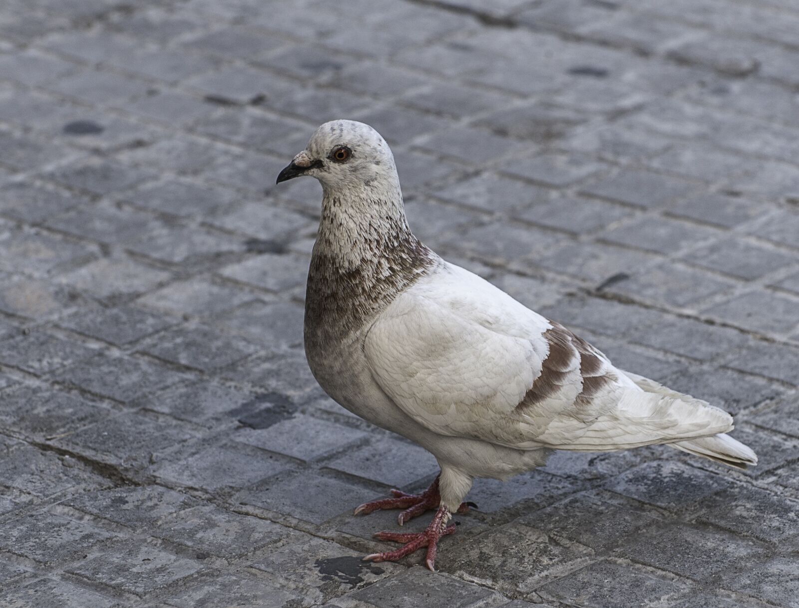 Nikon D300 sample photo. Paloma, ave, bird photography