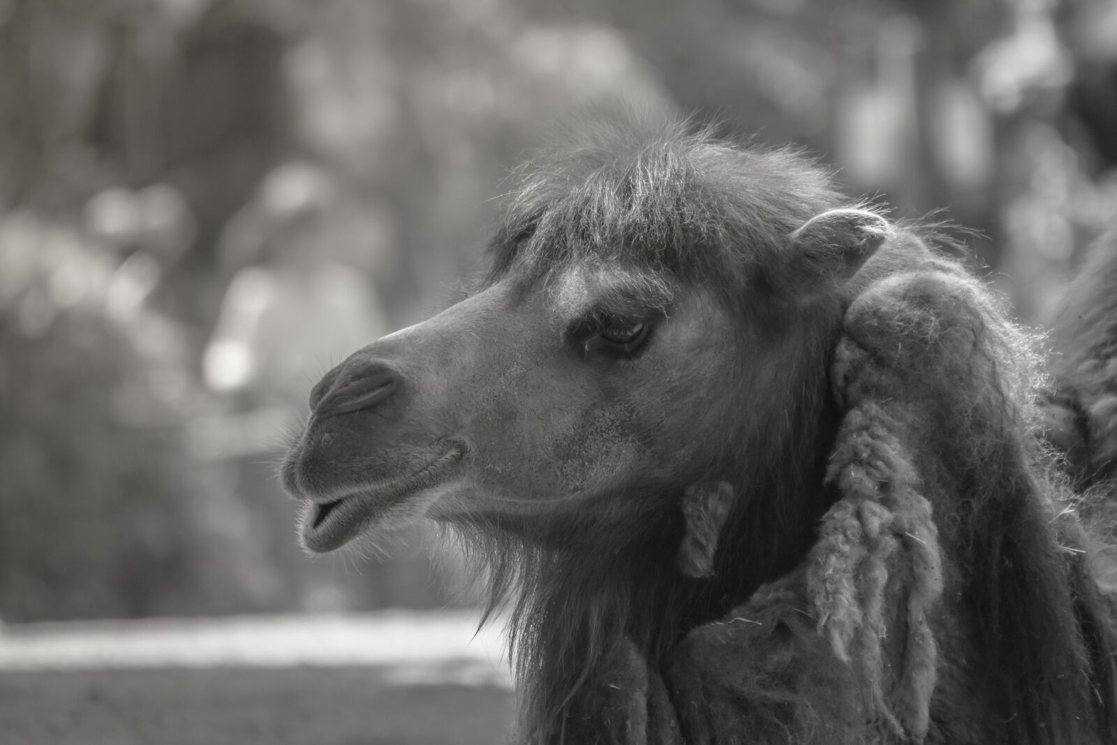 Nikon D7200 sample photo. Camel, animal, mammal photography