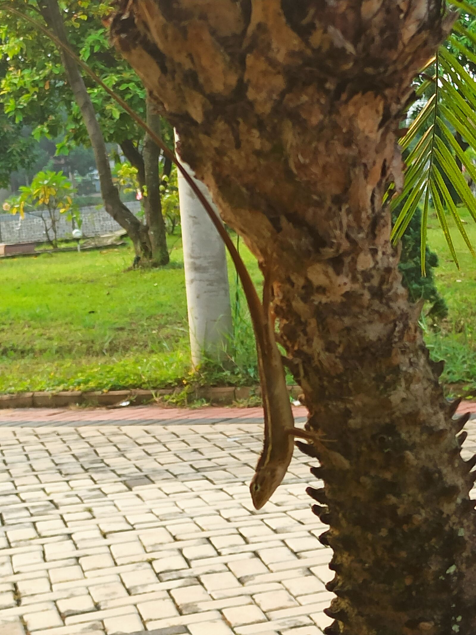 Xiaomi Redmi Note 8 Pro sample photo. Bunglon, palm, lizzard photography