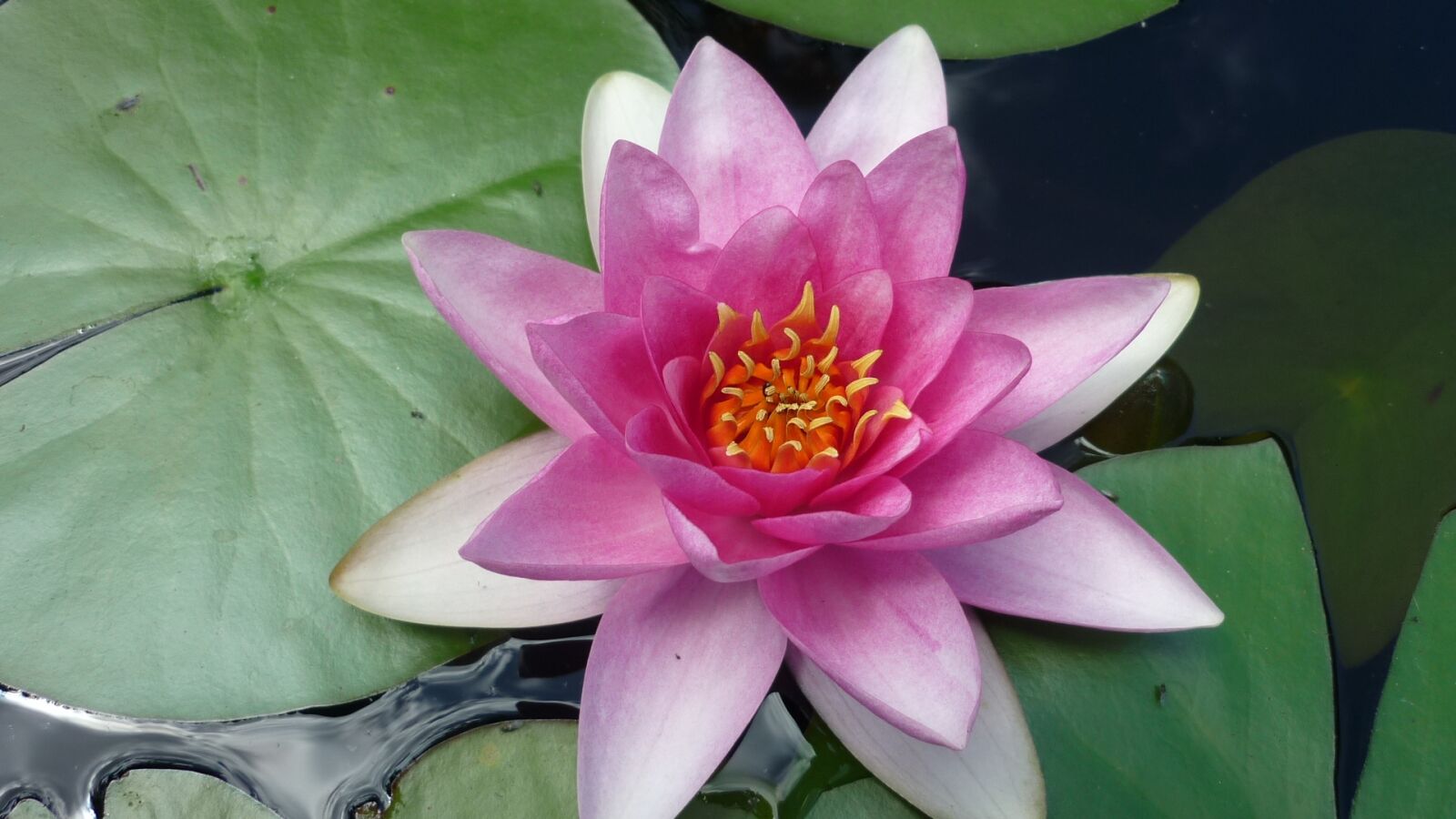 Panasonic Lumix DMC-FS6 sample photo. Water lily, pond, aquatic photography