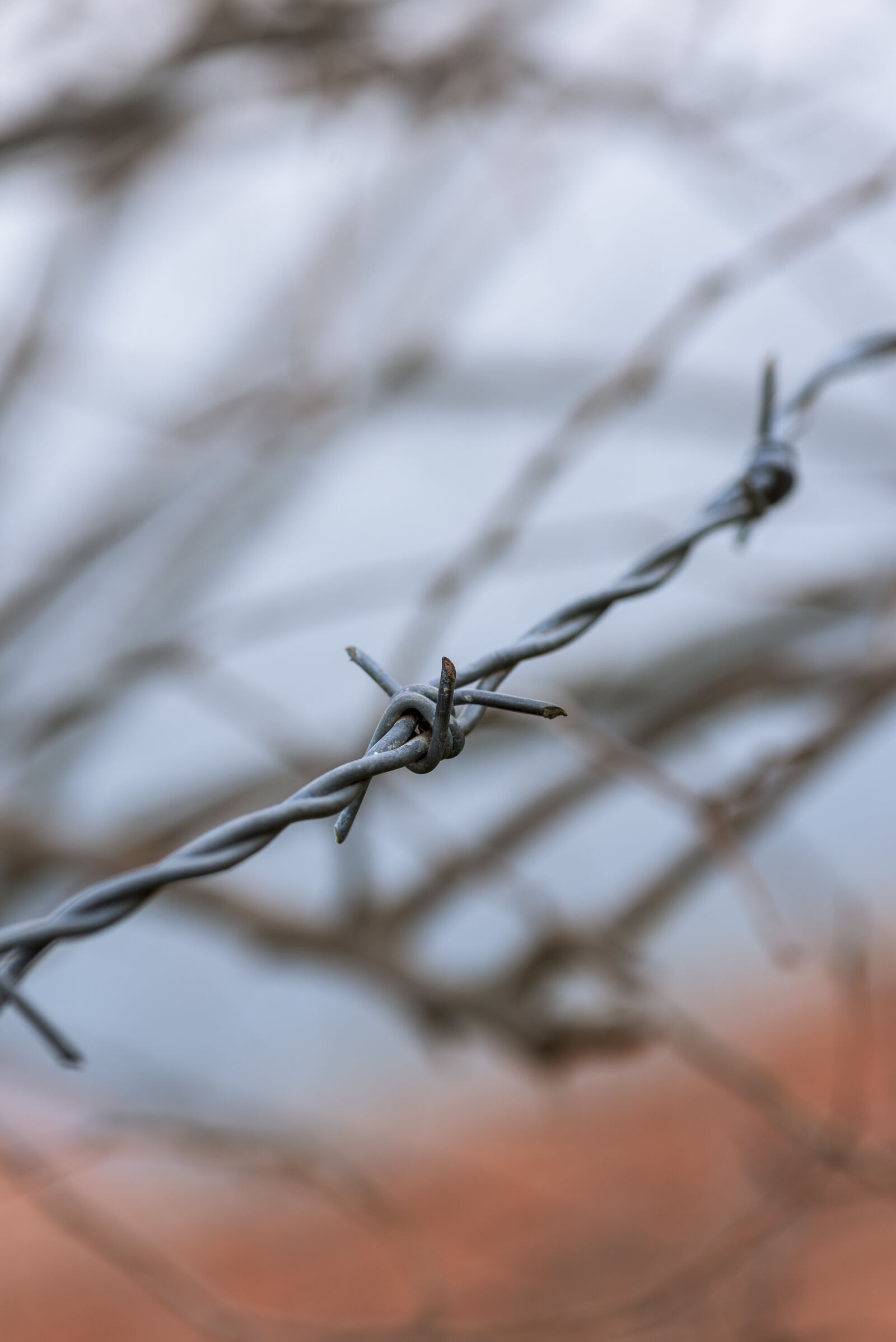Nikon D750 sample photo. Macro, wire, fence photography