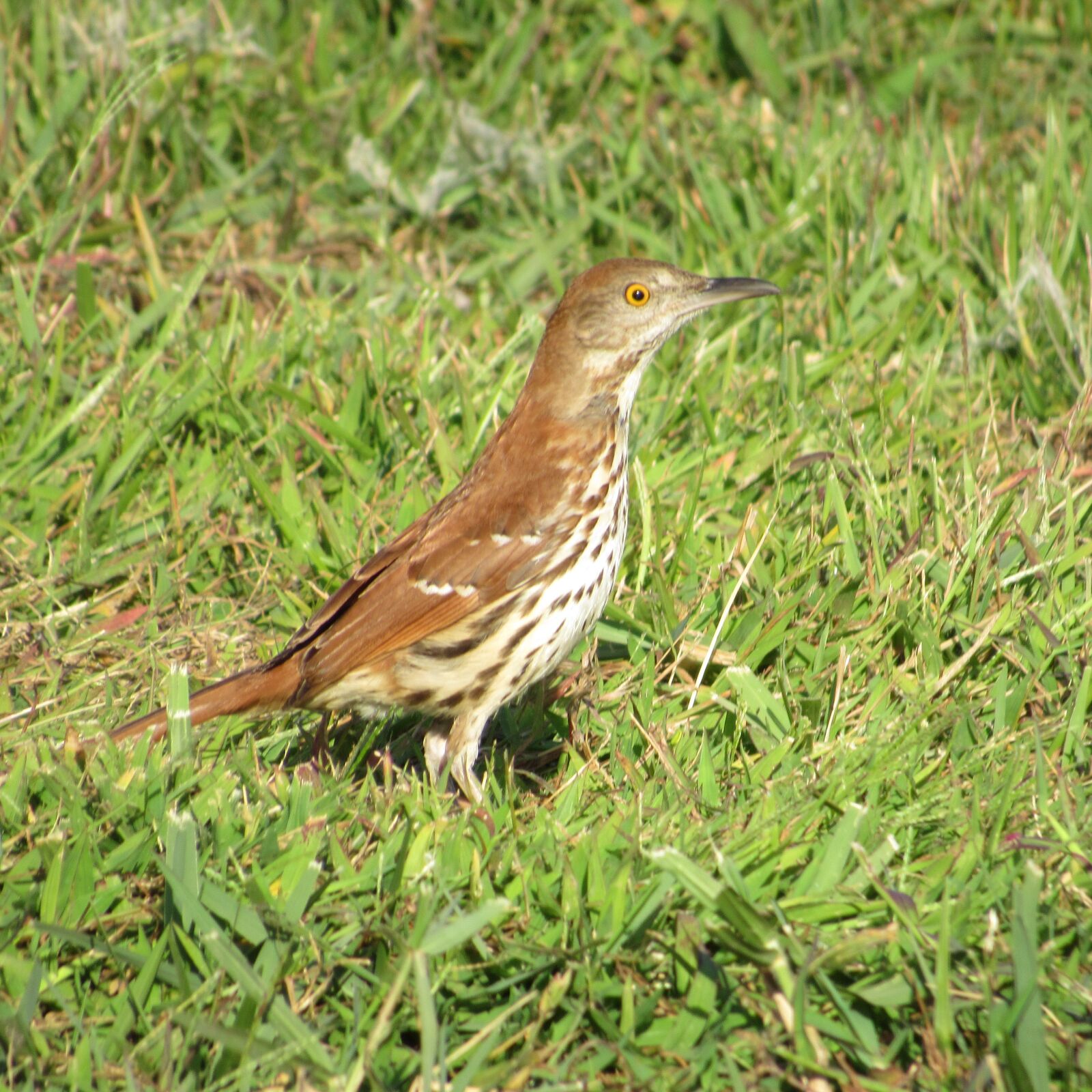 Canon PowerShot SX530 HS sample photo. Bird, grass, animal photography