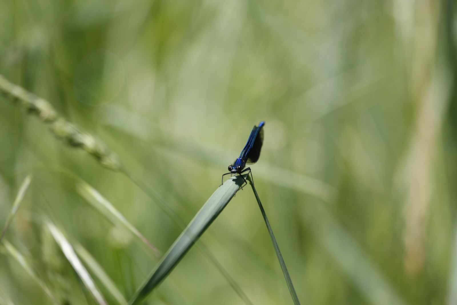 Canon EF 100-400mm F4.5-5.6L IS USM sample photo. Dragonfly, grass, insect photography