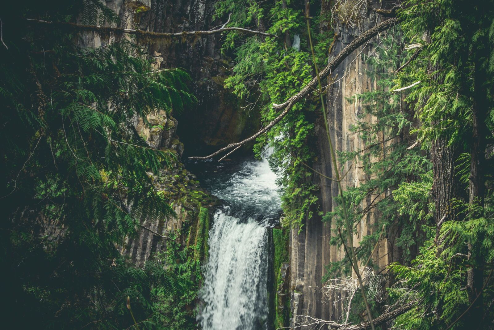 Nikon D5200 sample photo. Tree, water, waterfall, wood photography