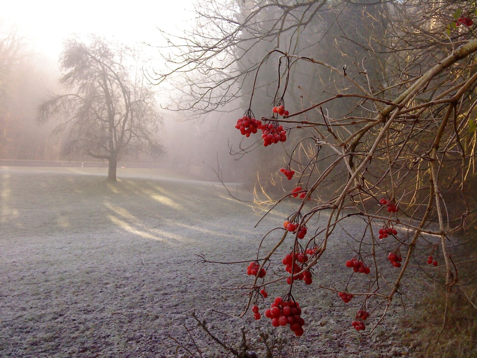 Sony Ericsson W890i sample photo. Cold, the fog, autumn photography