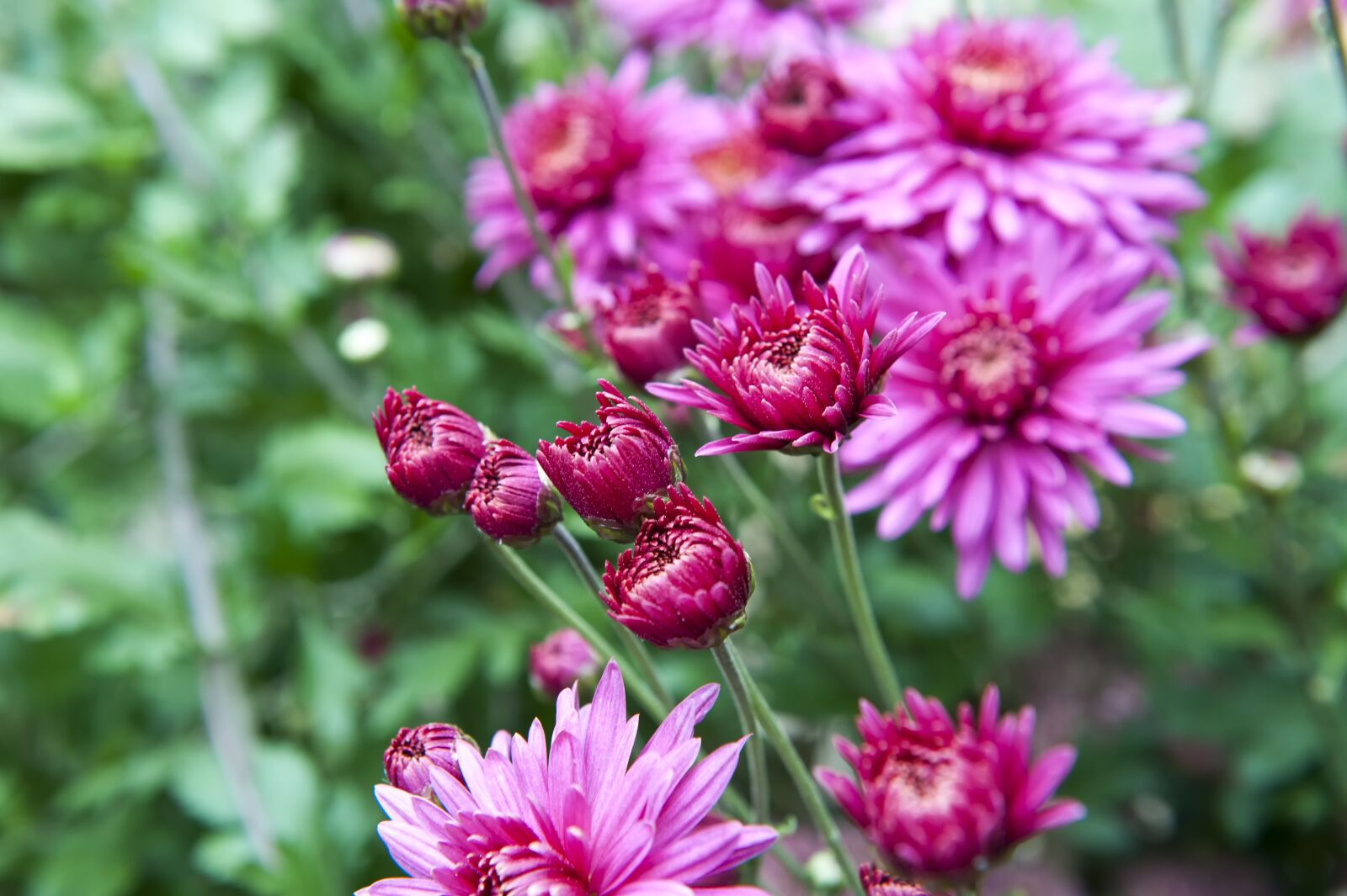 Nikon D700 sample photo. Flowers, chrysanthemum, autumn photography