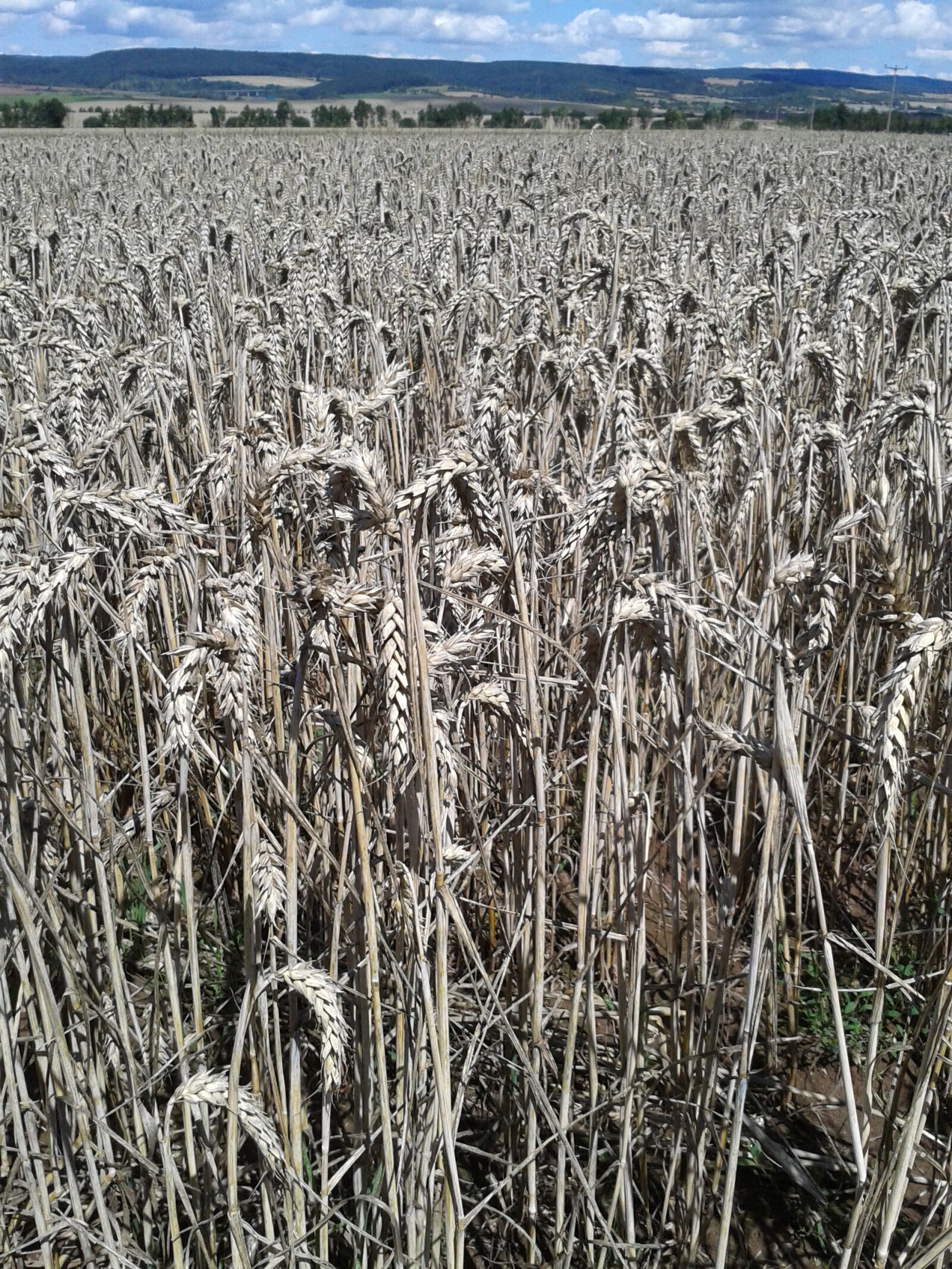 Samsung Galaxy S3 Mini sample photo. Field, wheat, nutrition photography