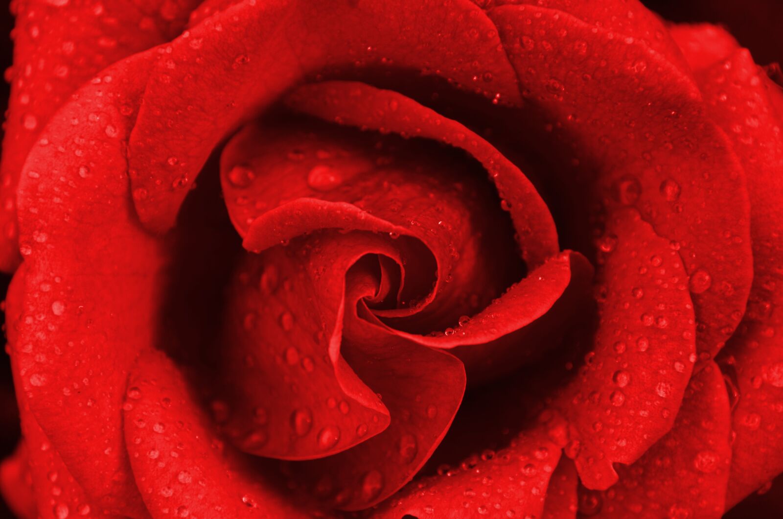 Nikon D7000 sample photo. Flower, red rose, romantic photography