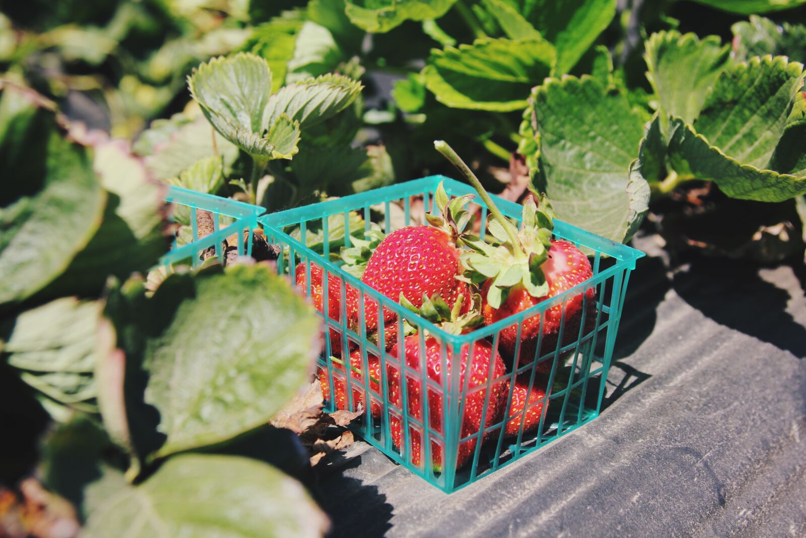 Canon EOS 550D (EOS Rebel T2i / EOS Kiss X4) sample photo. Container, food, fruits photography