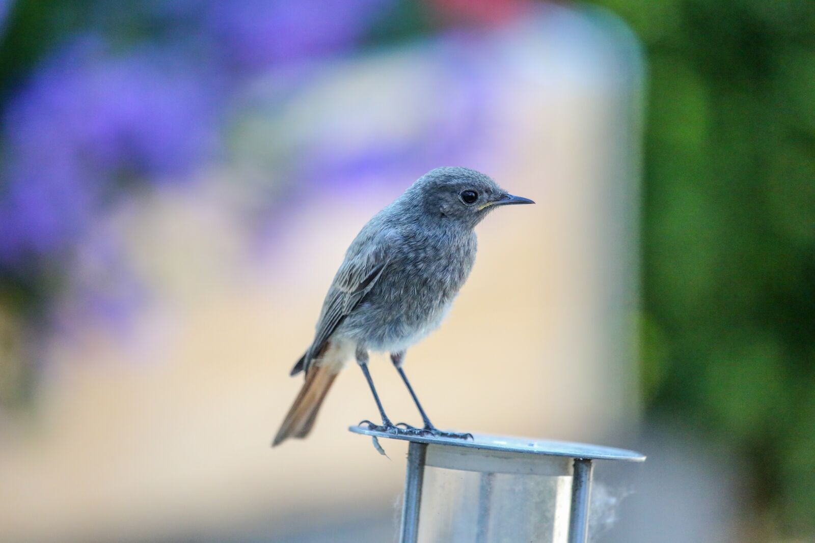 Canon EF 100-400mm F4.5-5.6L IS USM sample photo. Bird, plumage, bill photography