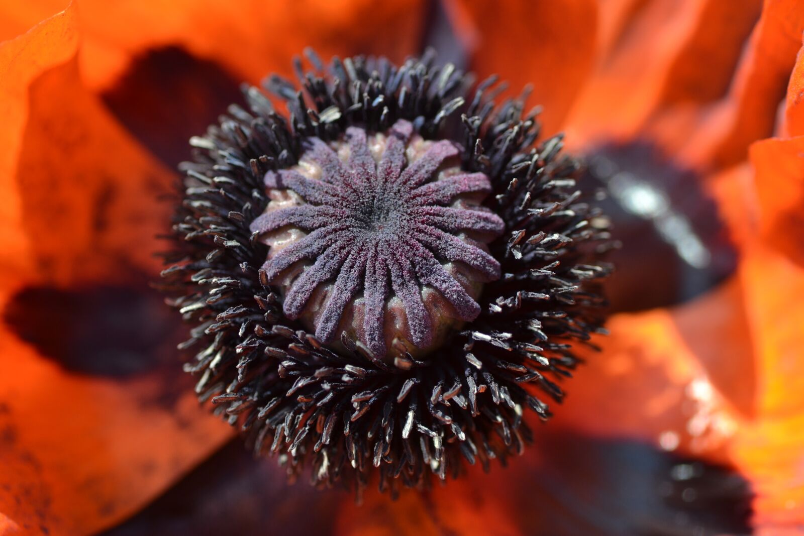 Nikon D3100 sample photo. Flower, poppy, macro photography