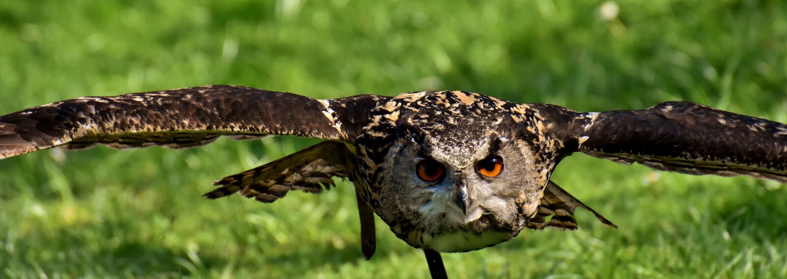 Nikon D7200 sample photo. Owl, bird, feather photography
