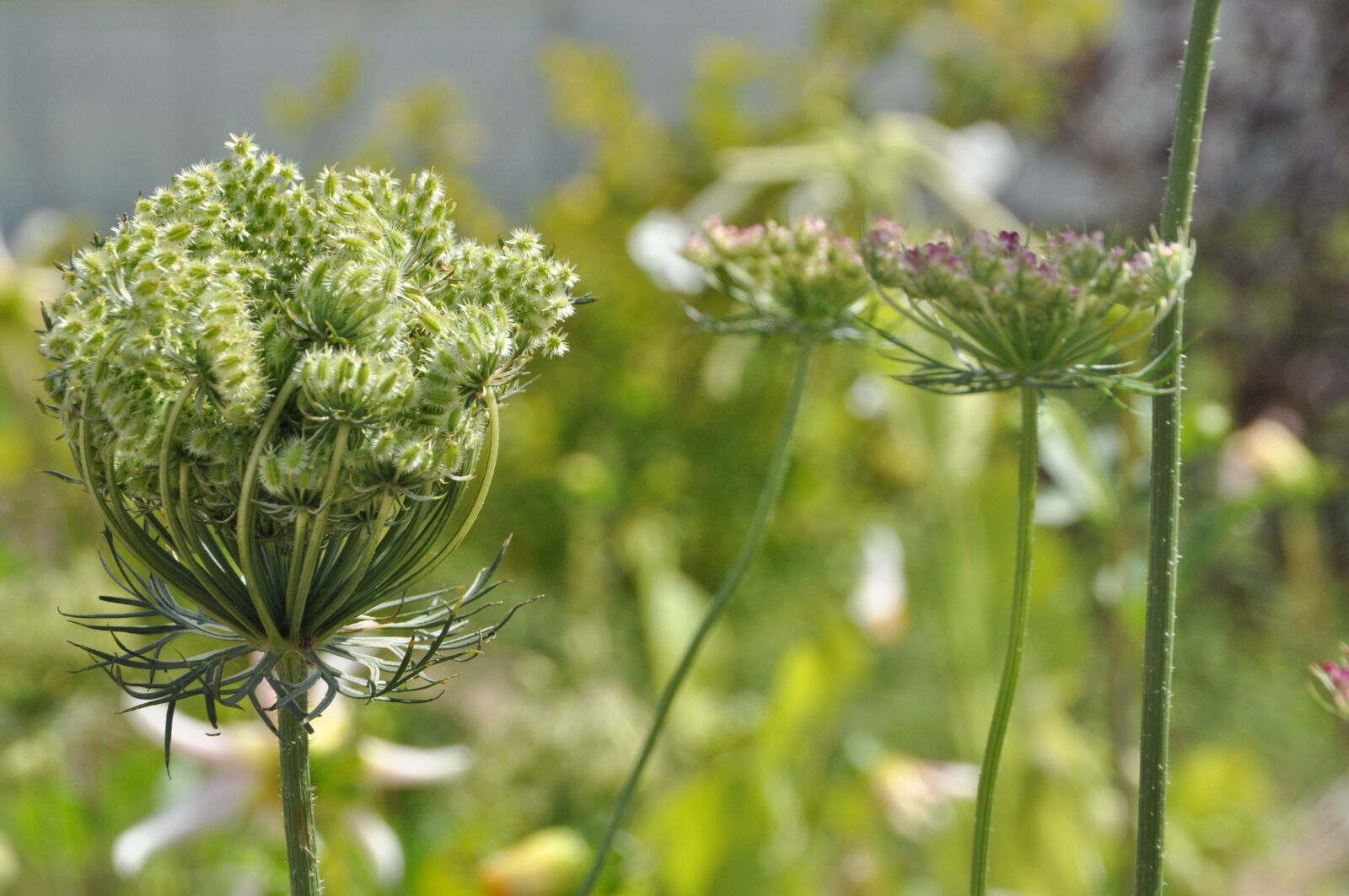 Nikon D5000 sample photo. Blossom, bloom, umbel photography