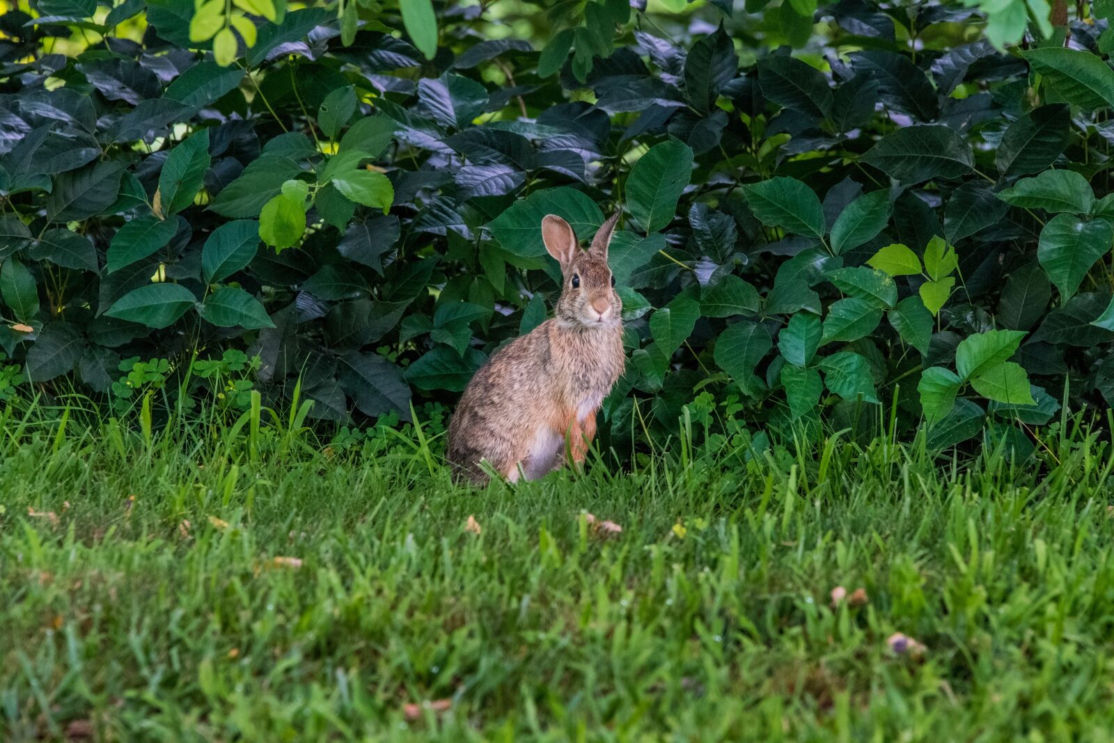 Nikon D800 sample photo. Rabbit, bunny, wildlife photography