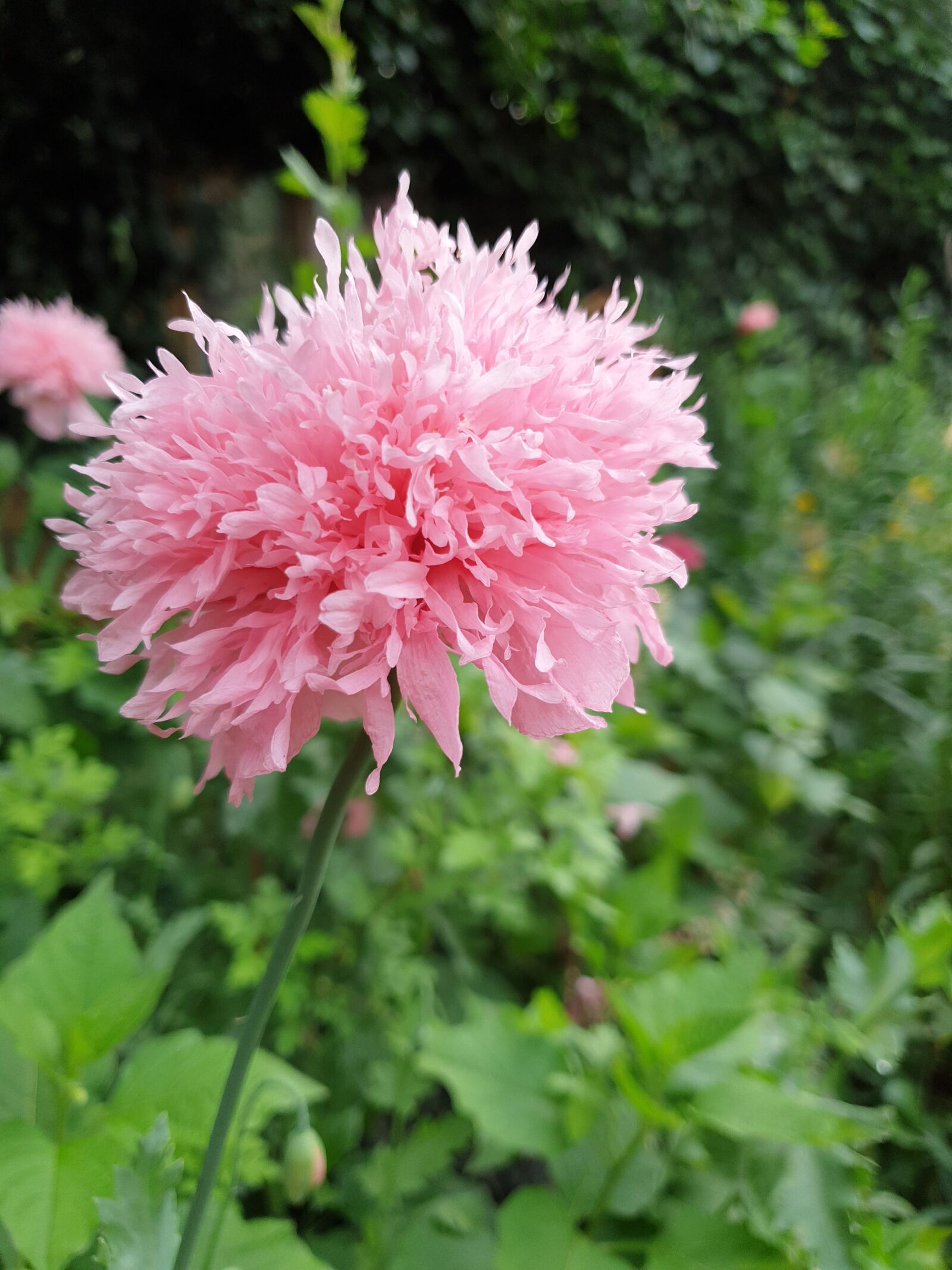 Samsung Galaxy S9 sample photo. Flower, blossom, bloom photography