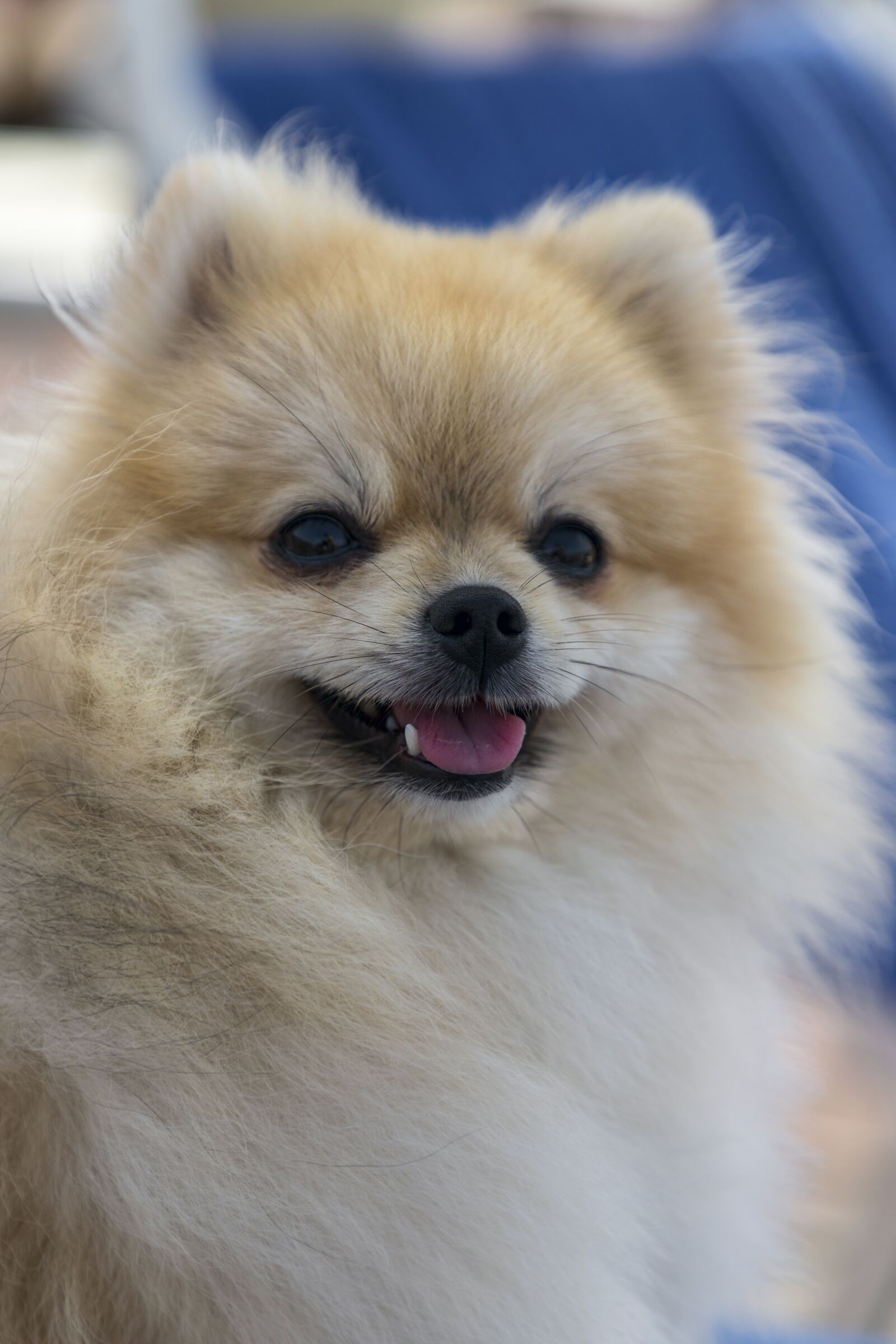Canon EF 24-105mm F4L IS II USM sample photo. Iris, dog, sweet photography