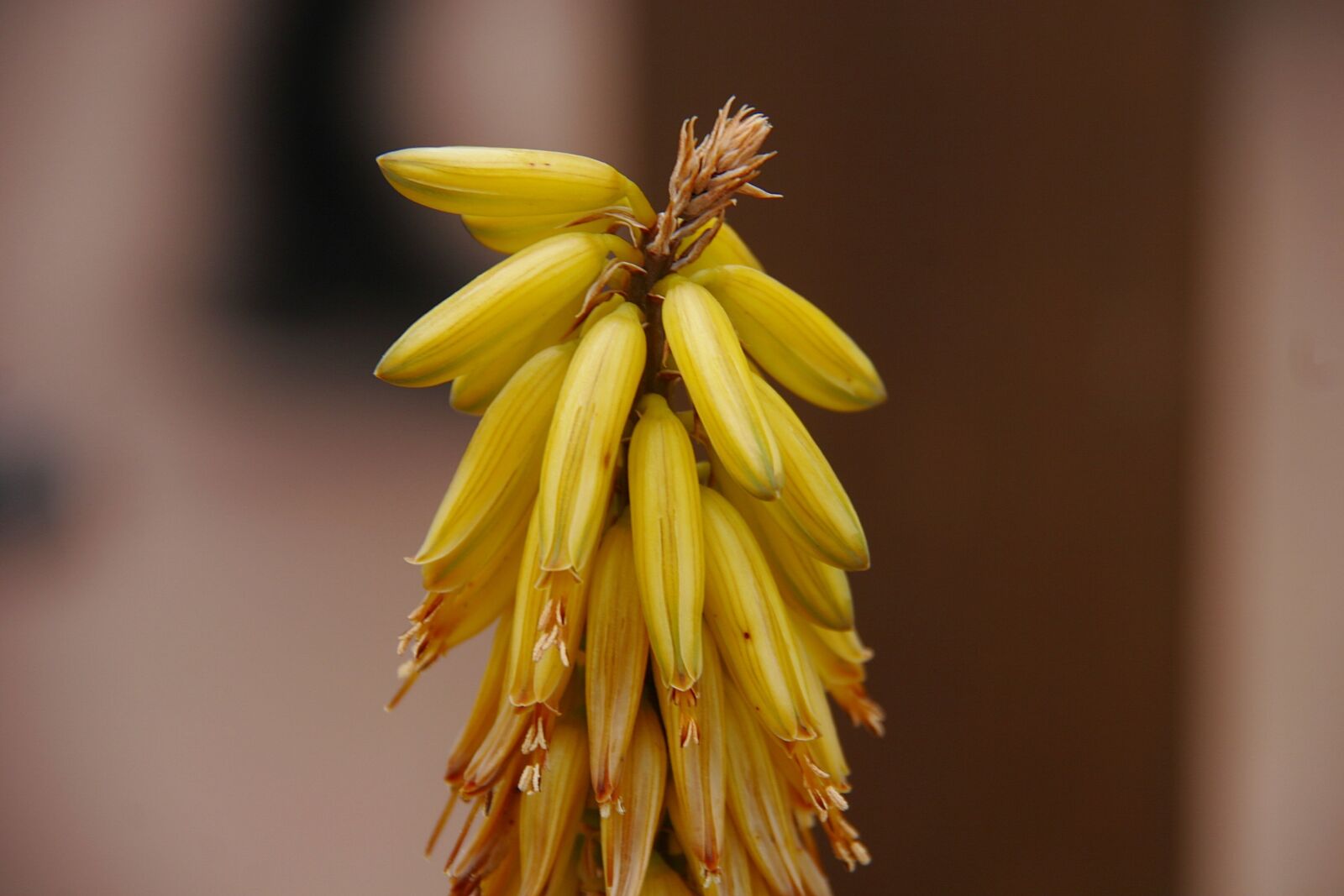 Canon EOS 20D sample photo. Flower of aloe vera photography