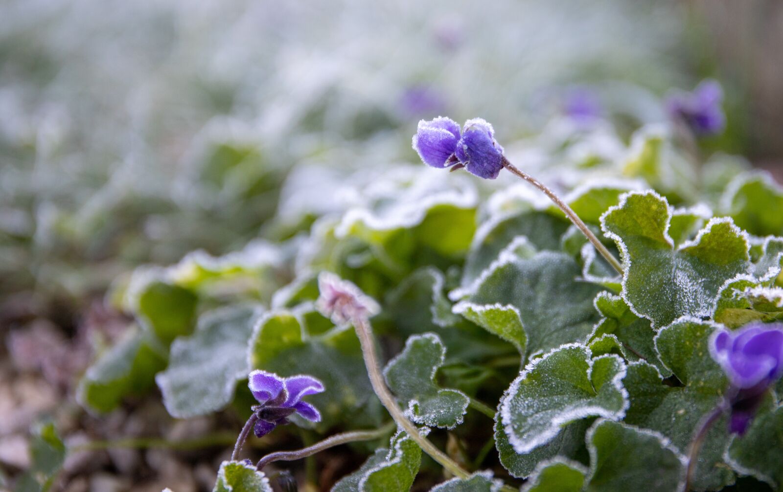 Canon EOS 6D Mark II + Canon EF 24-70mm F4L IS USM sample photo. Violet, frost, january photography