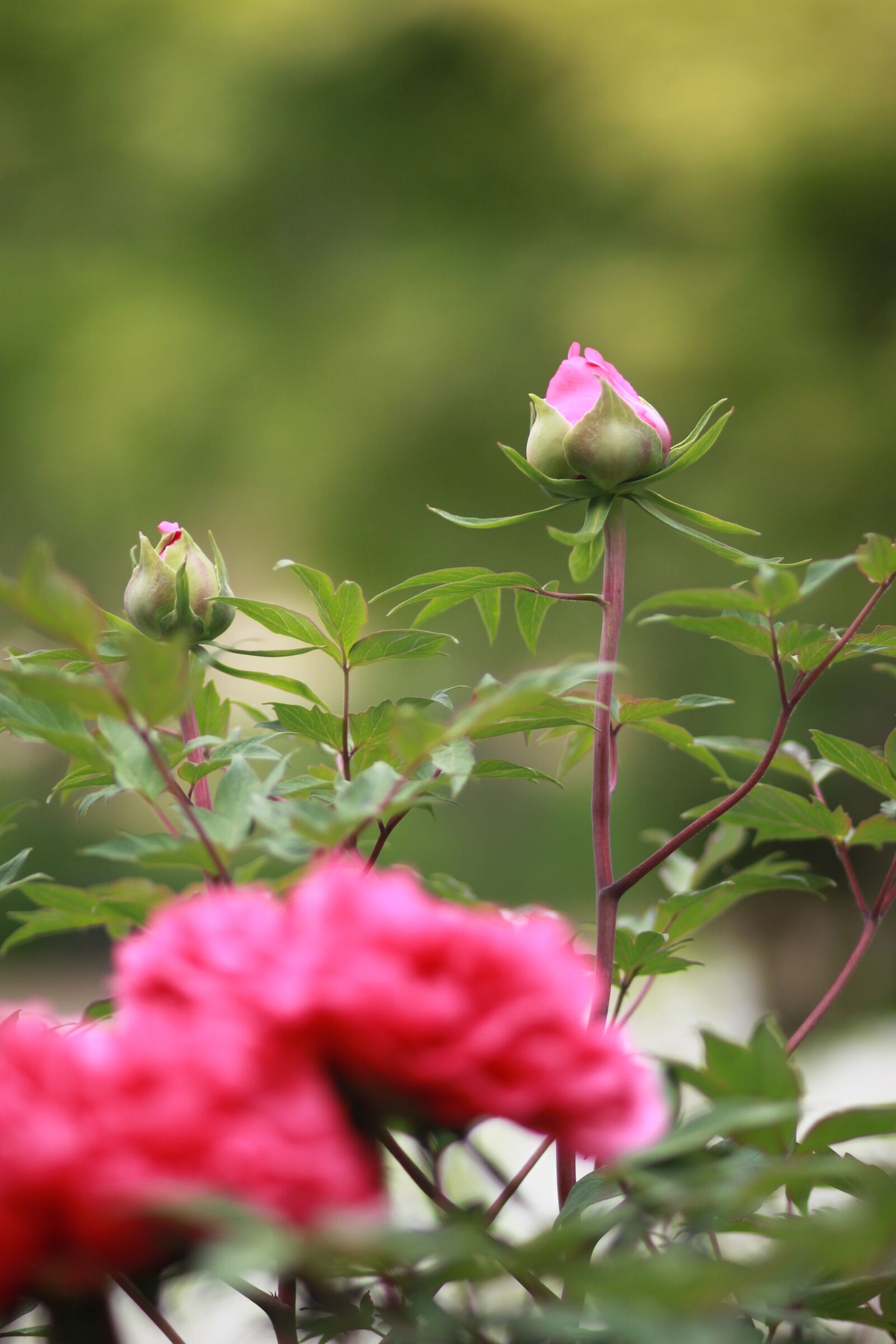 Canon EOS 500D (EOS Rebel T1i / EOS Kiss X3) sample photo. Noel online gift shop photography