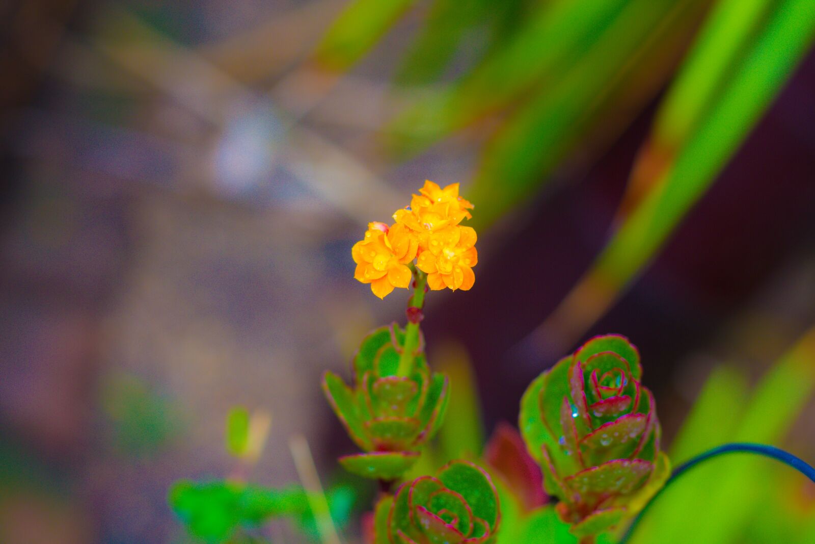 Canon EOS 700D (EOS Rebel T5i / EOS Kiss X7i) + Canon EF 50mm F1.8 STM sample photo. Flowers, yellow, orange photography