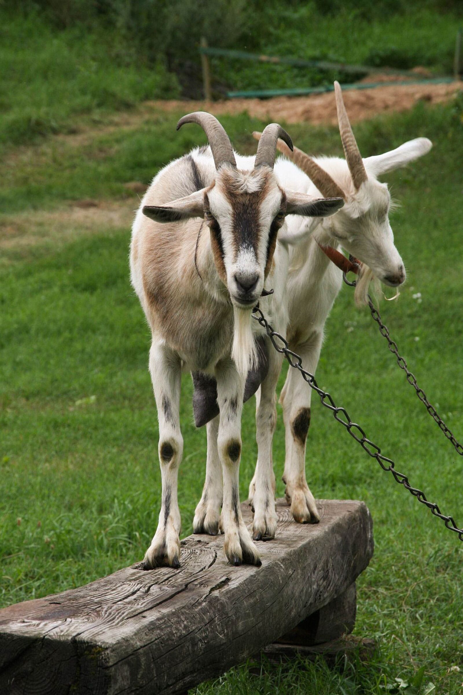 Canon EOS 350D (EOS Digital Rebel XT / EOS Kiss Digital N) sample photo. Goats, goat, buck photography