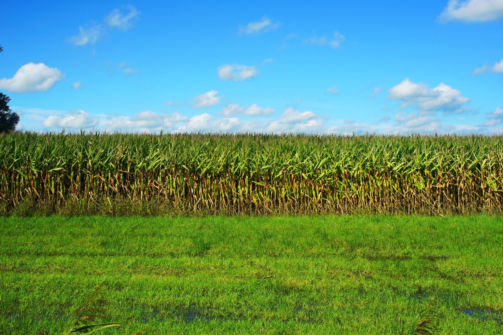 Minolta AF 35mm F2 [New] sample photo. Corn, cornfield, late summer photography